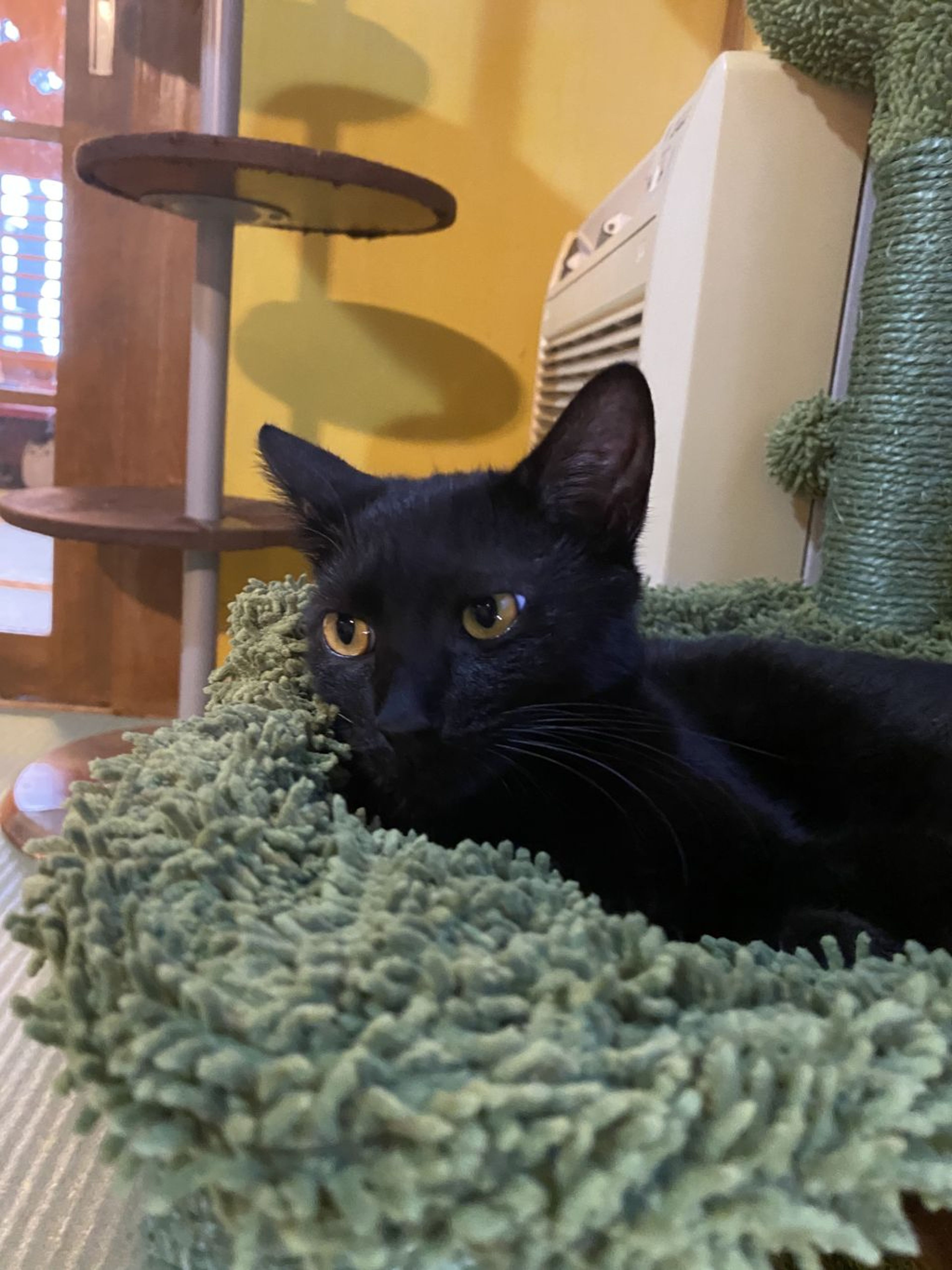 pet-image-3