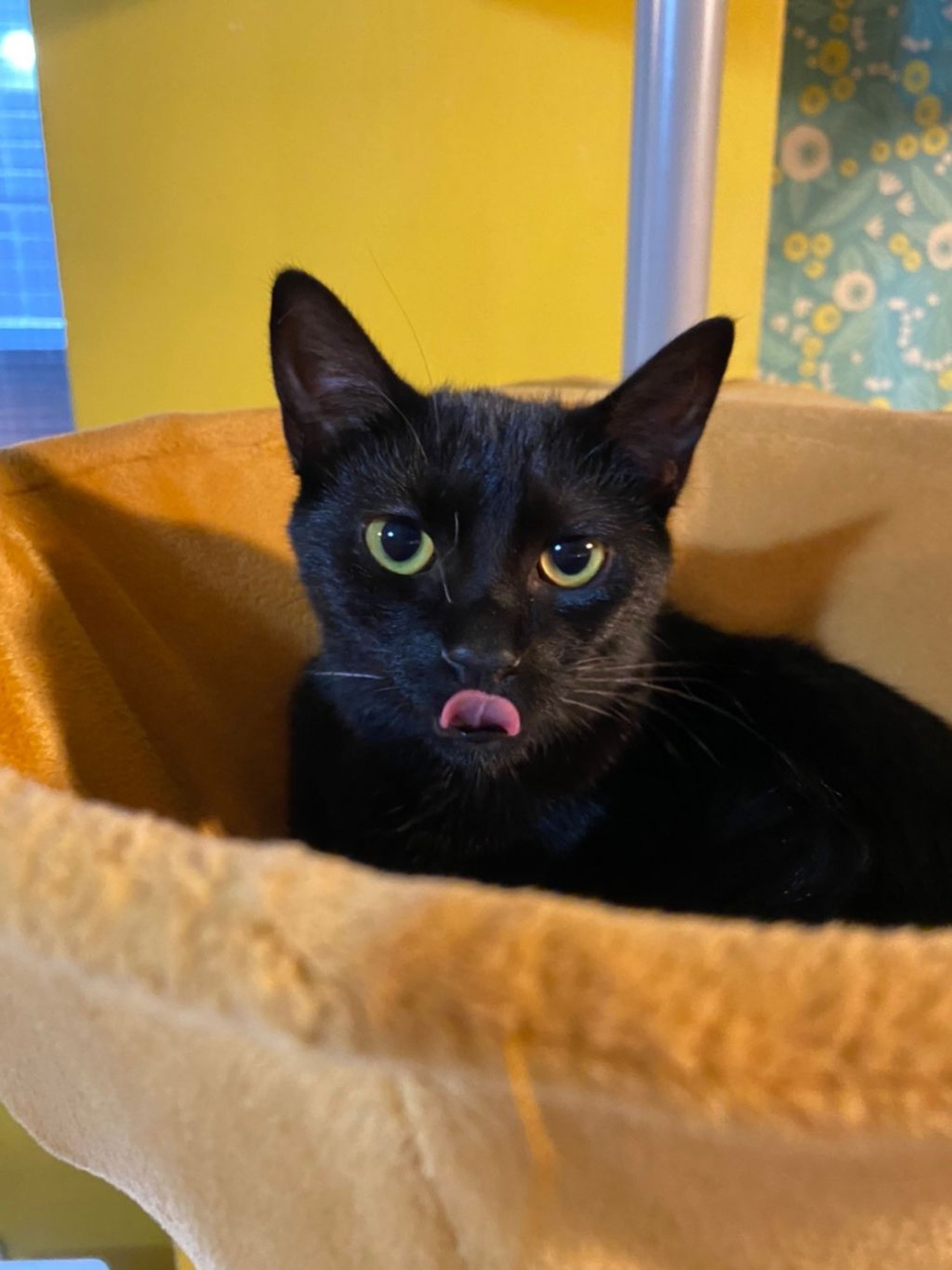 pet-image-2