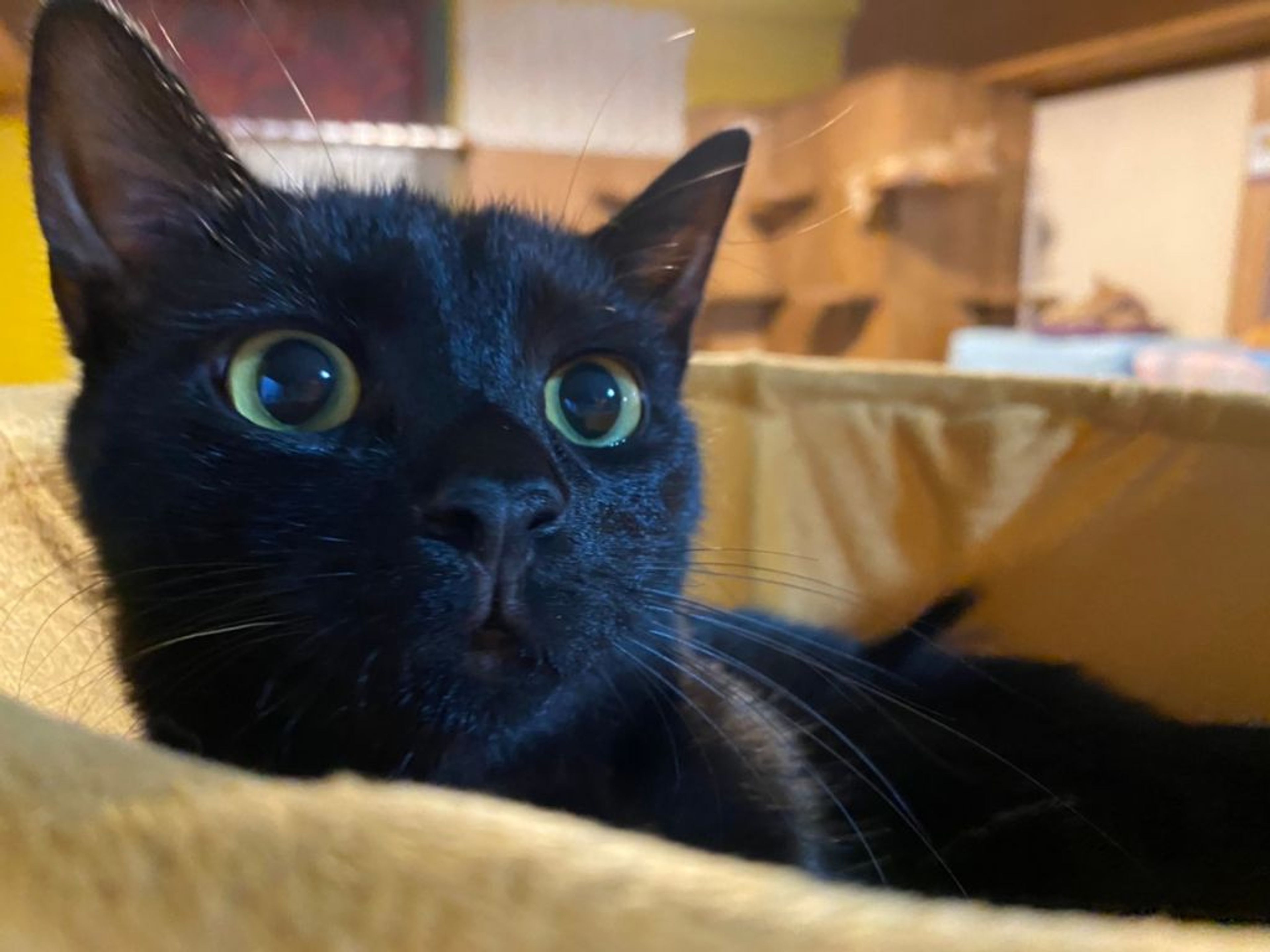 pet-image-4