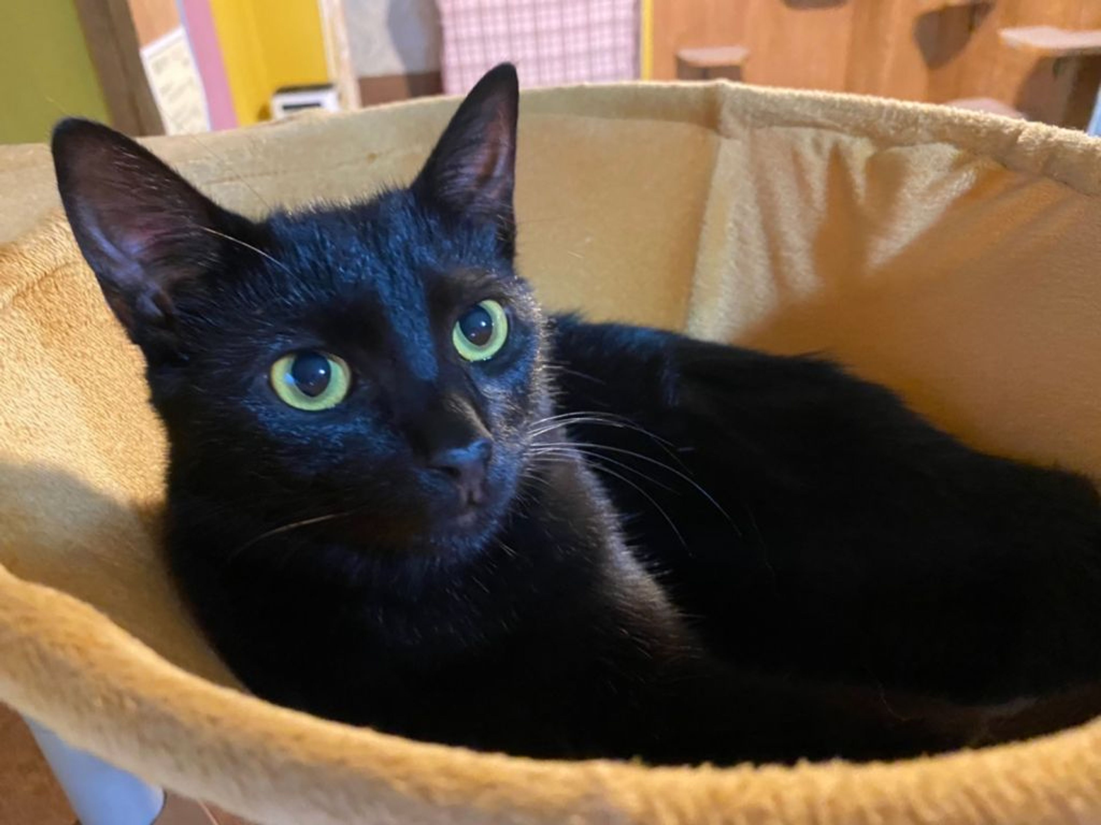 pet-image-5