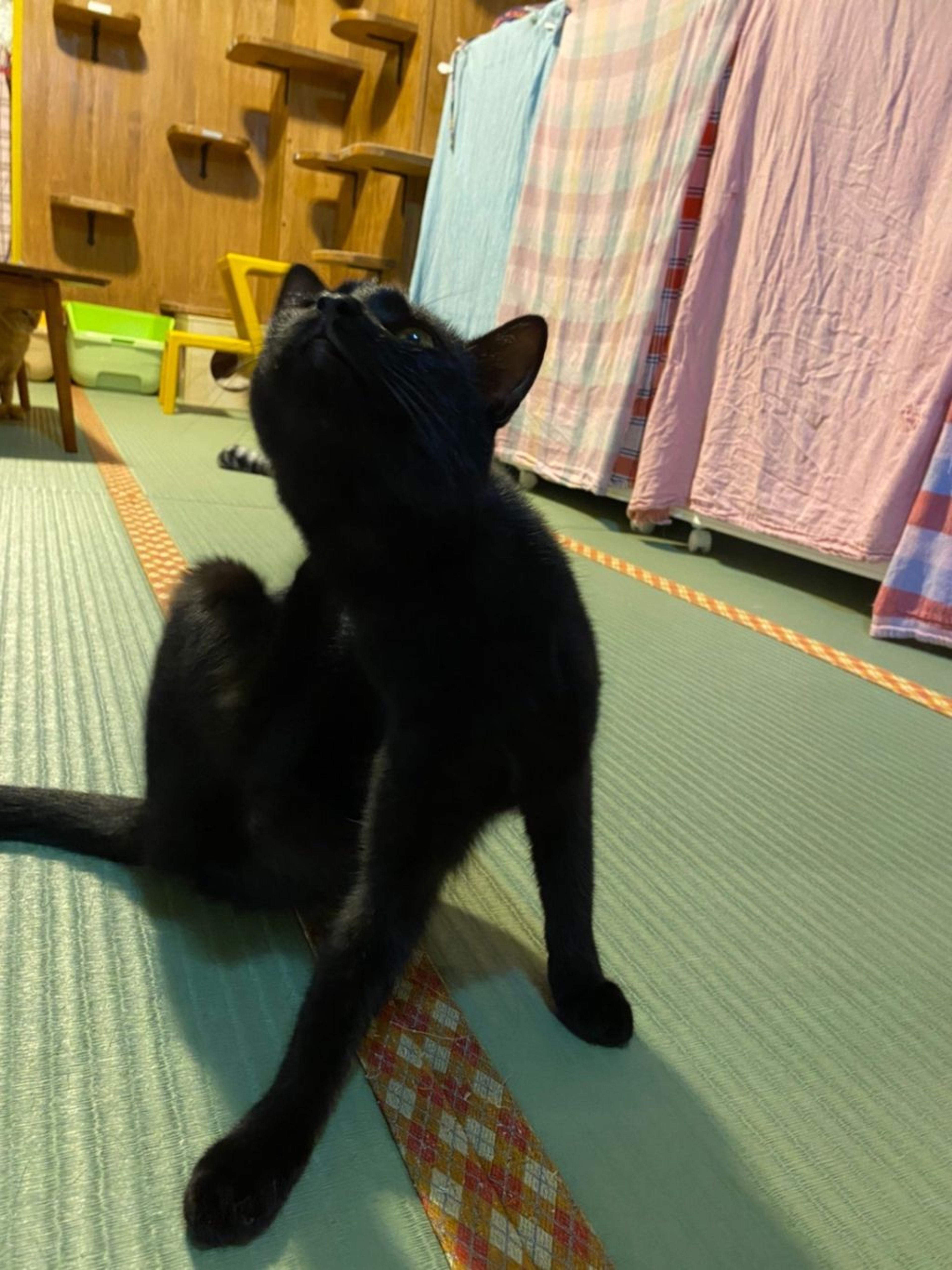 pet-image-6