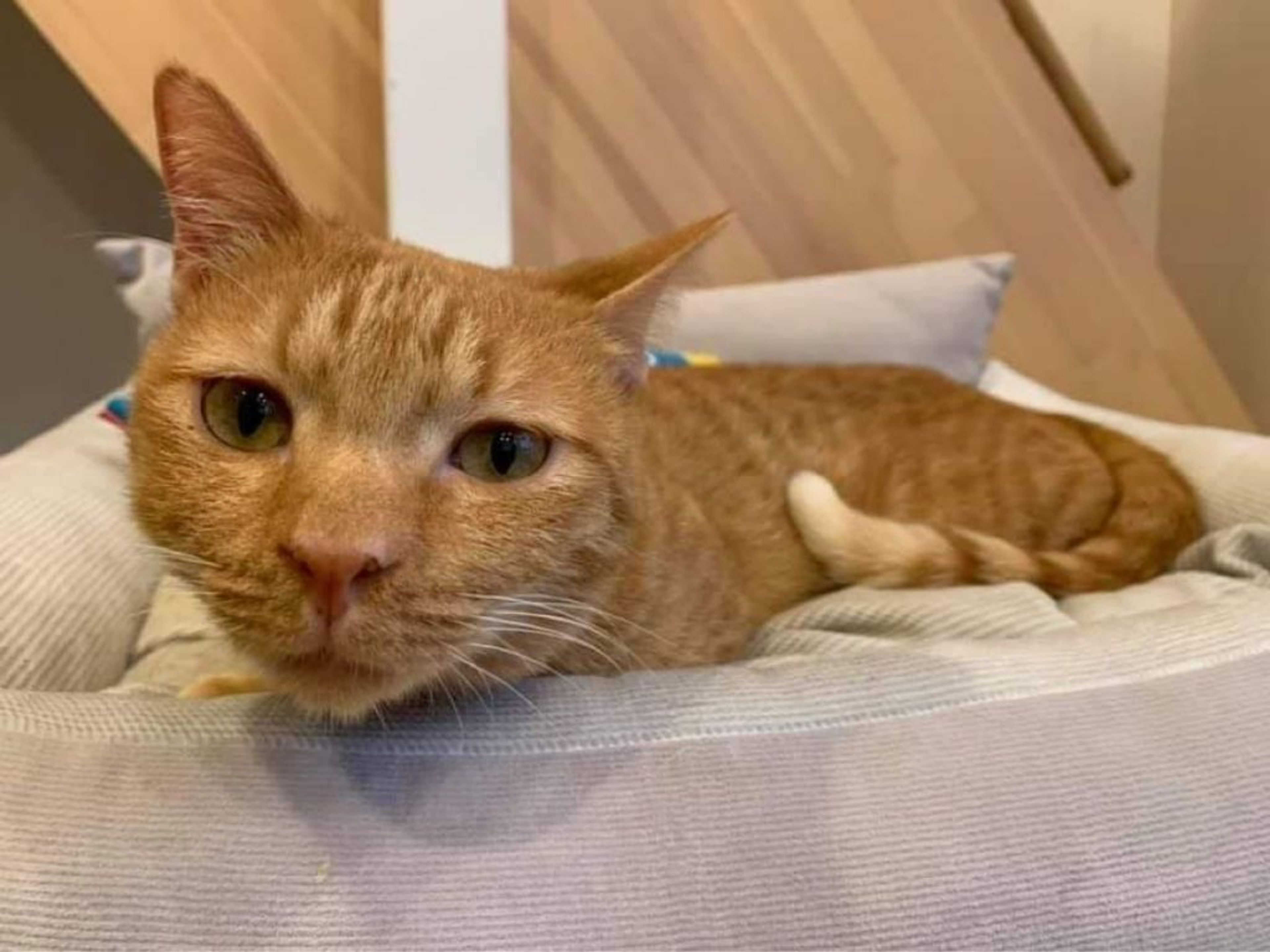 雑種（ミックス猫）・オスの里親募集の写真
