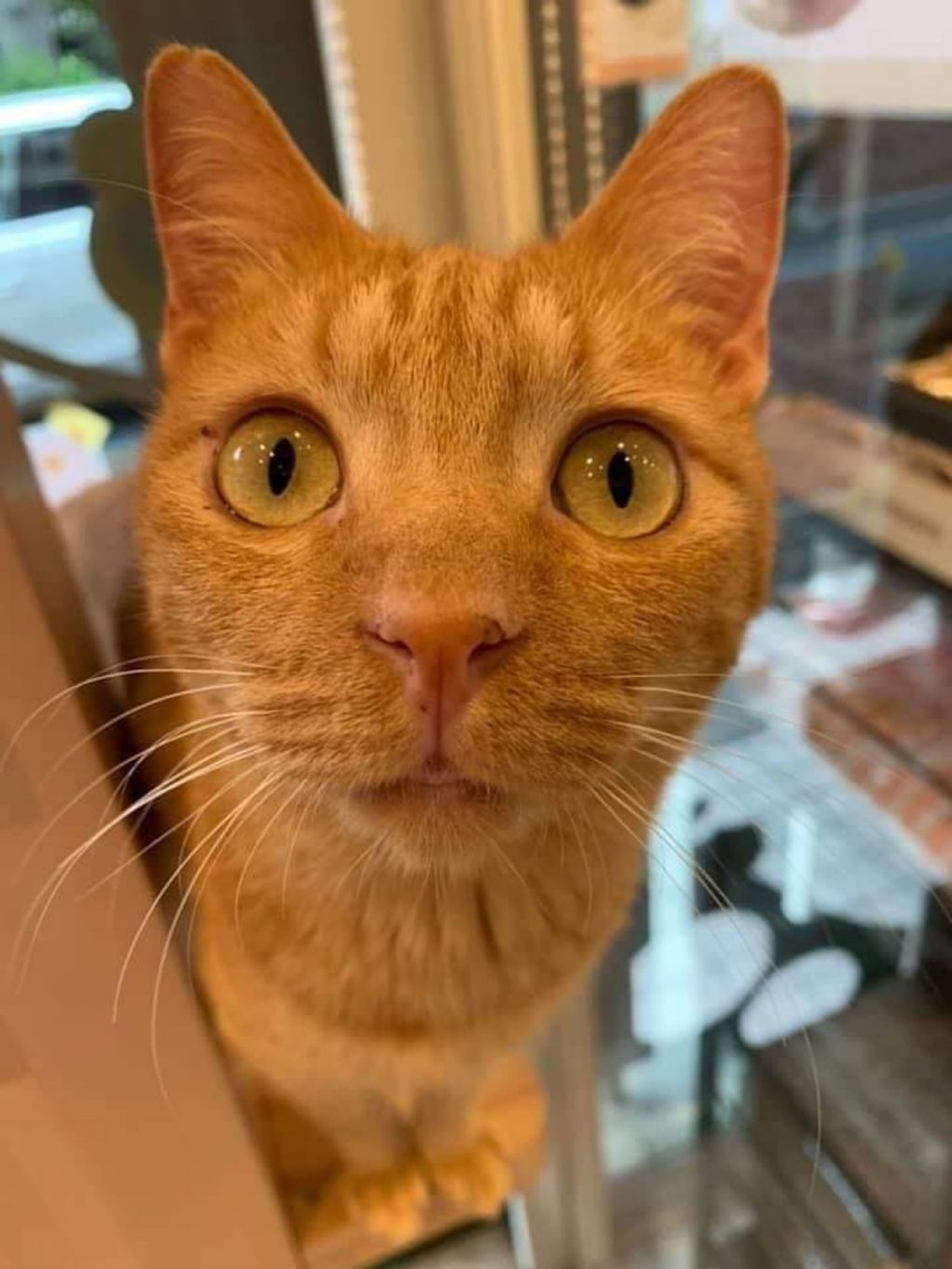 pet-image-3