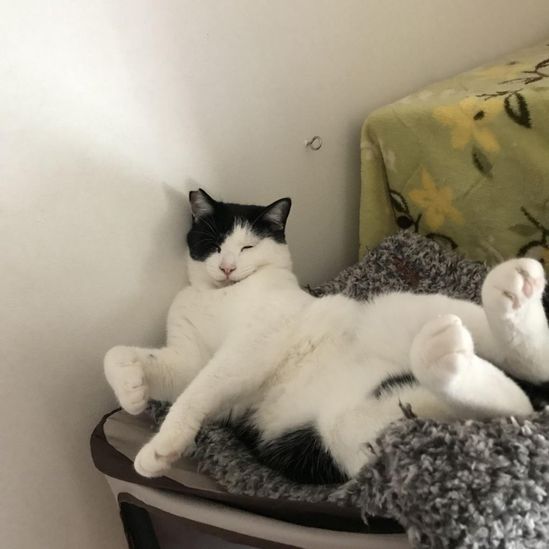 pet-image-2