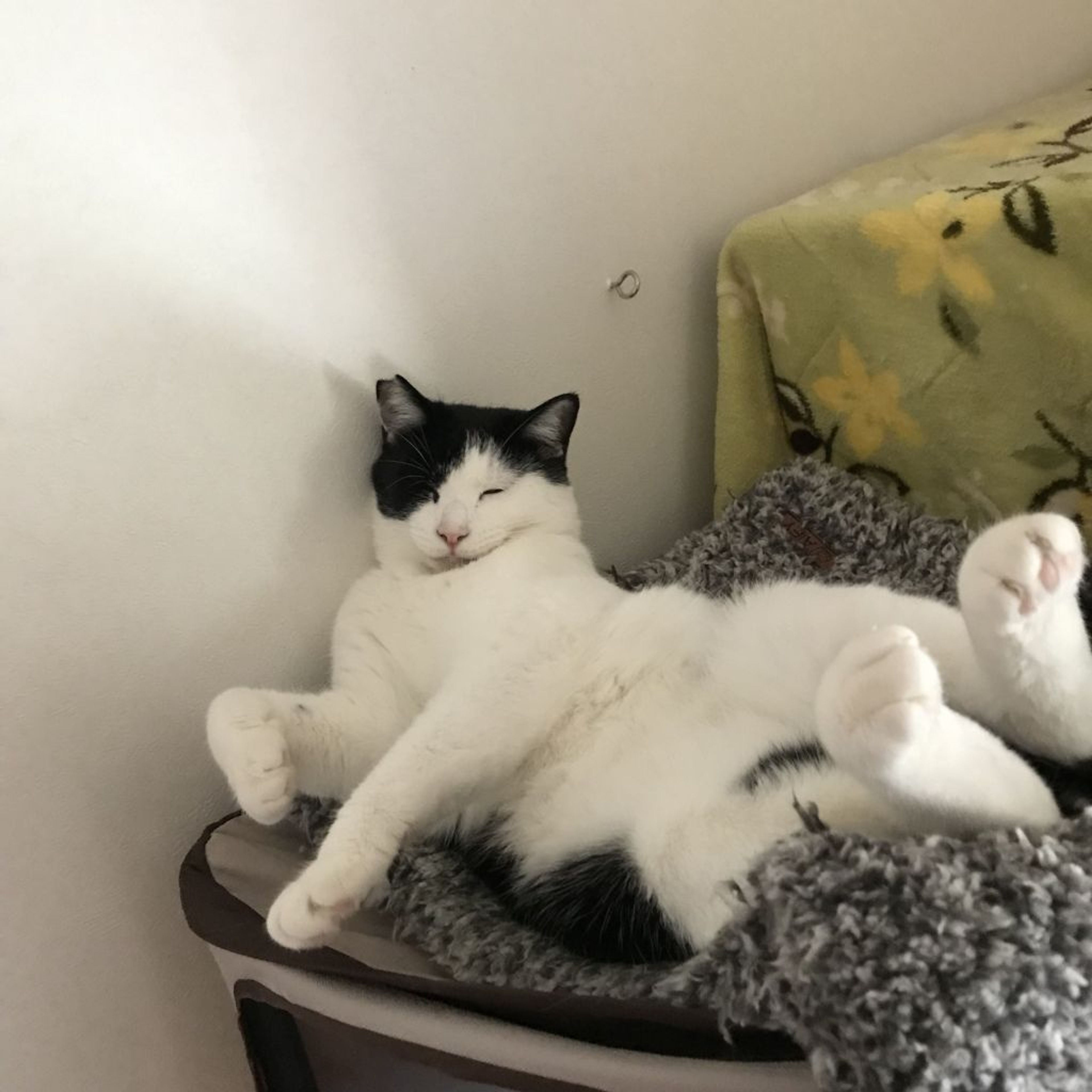 pet-image-2