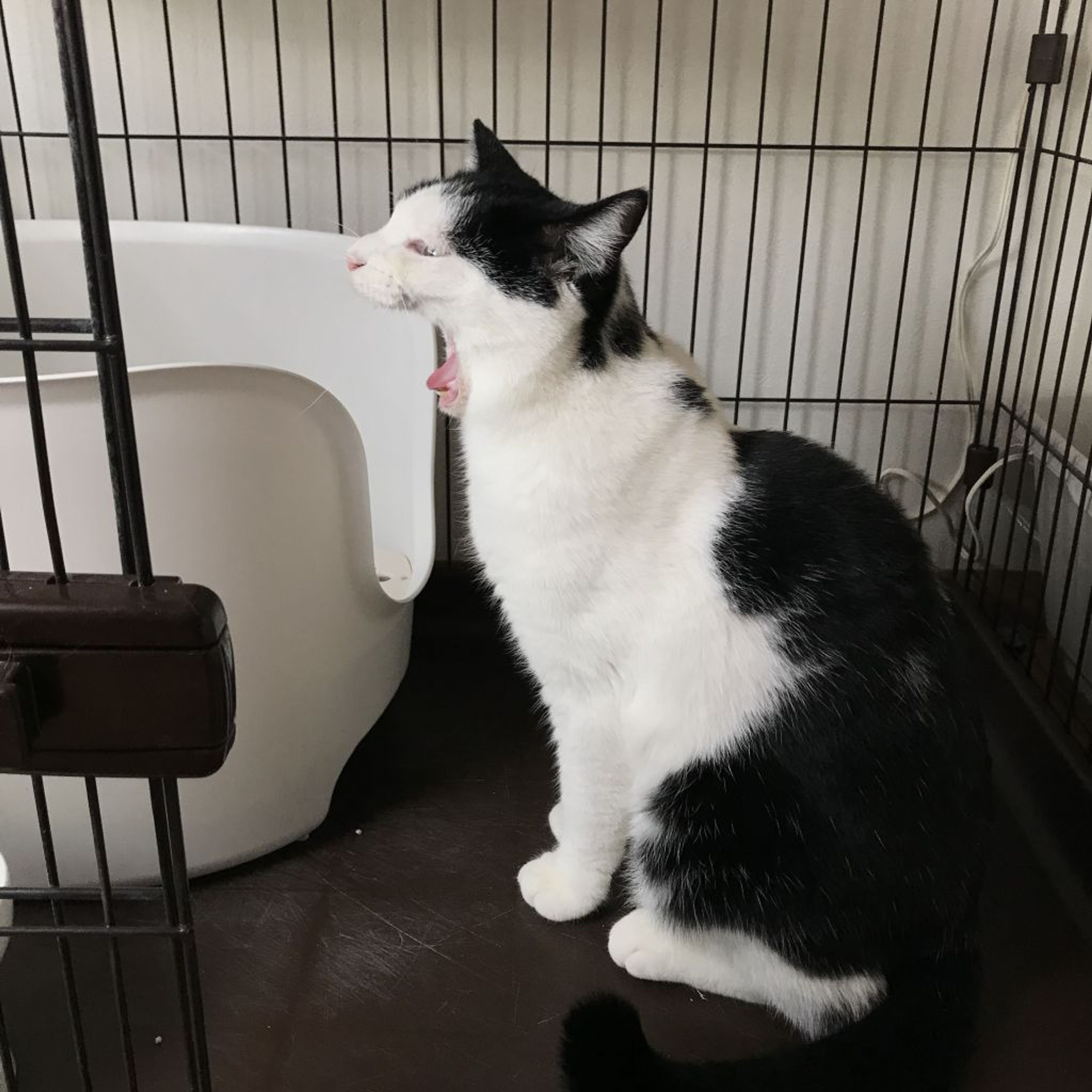pet-image-3