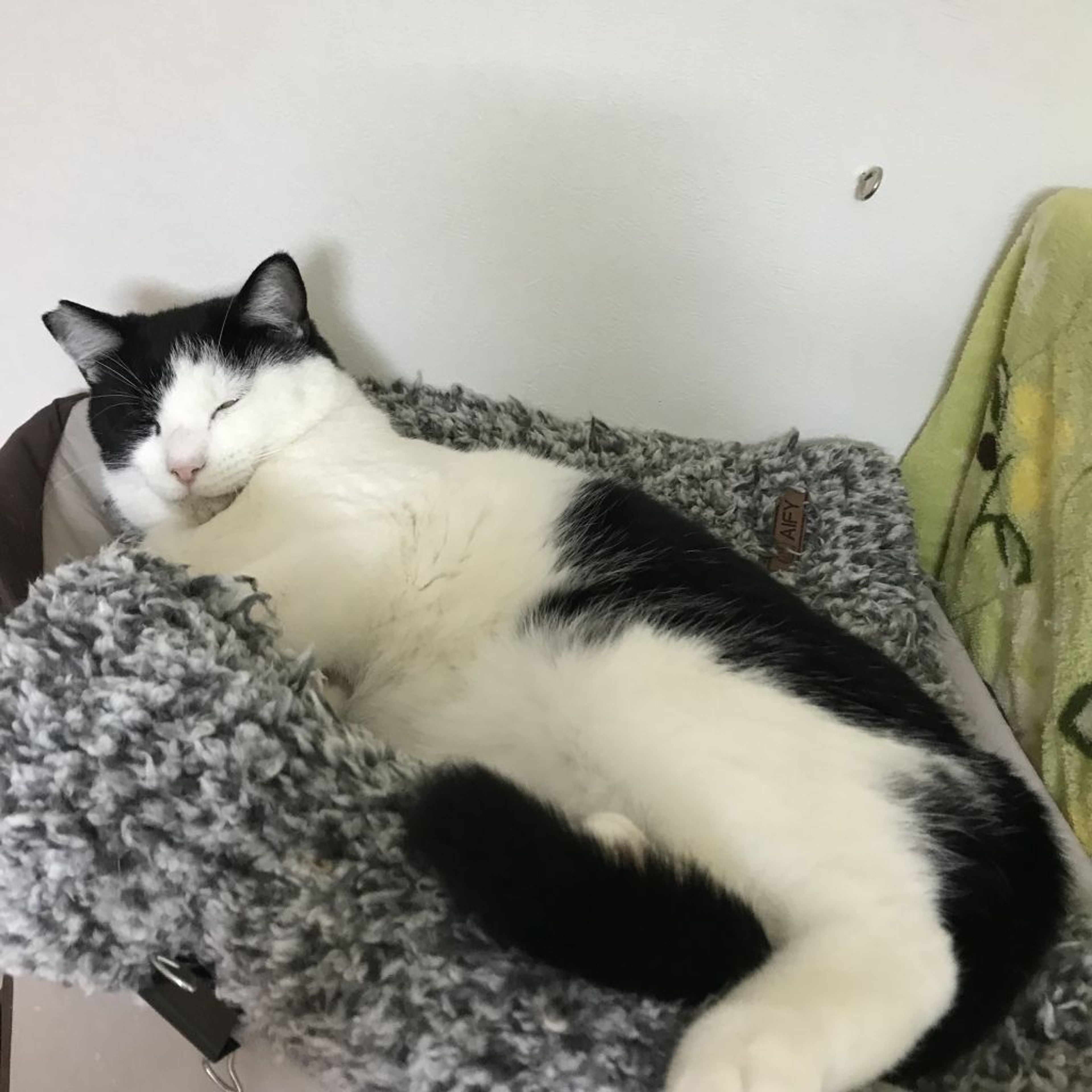 pet-image-4