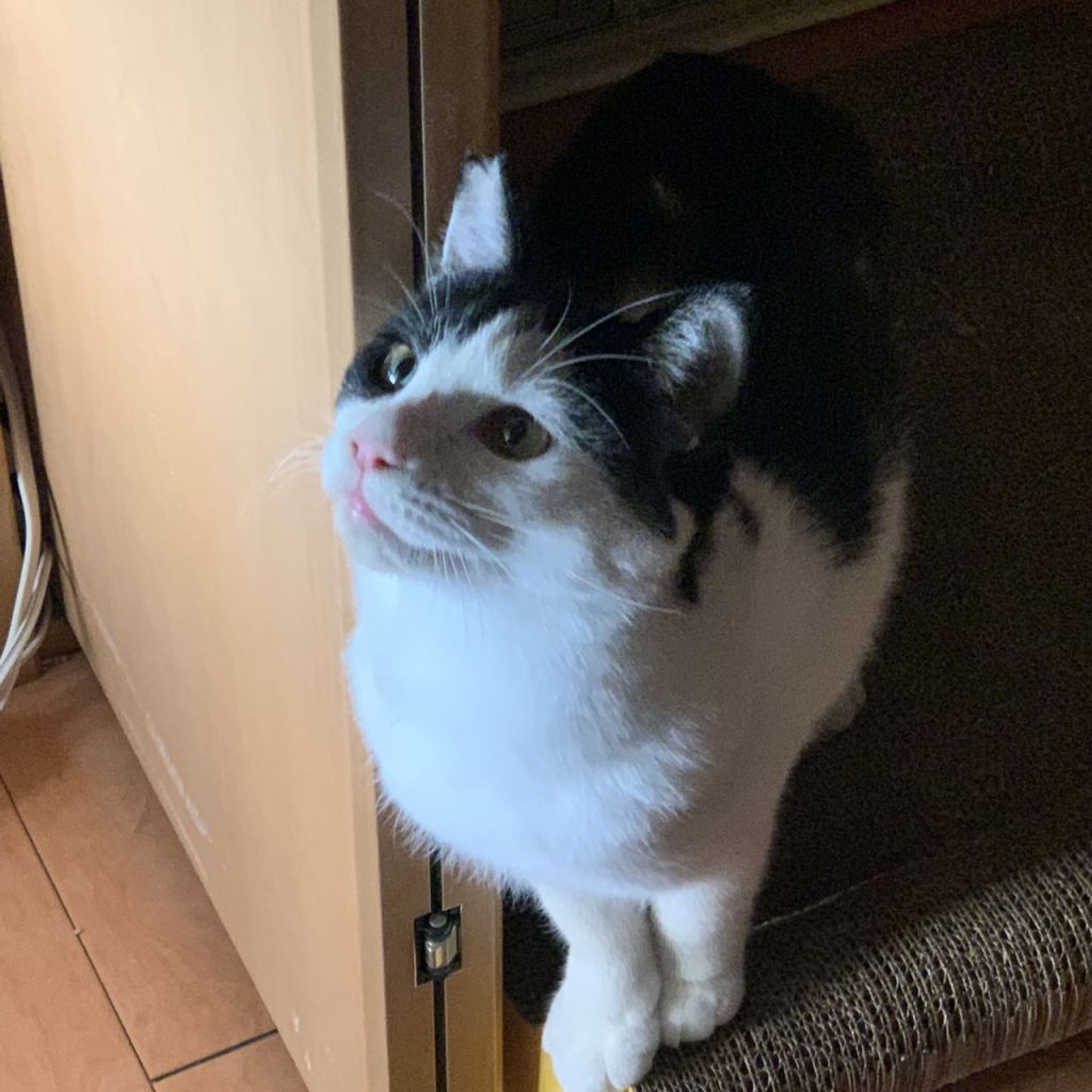 pet-image-5