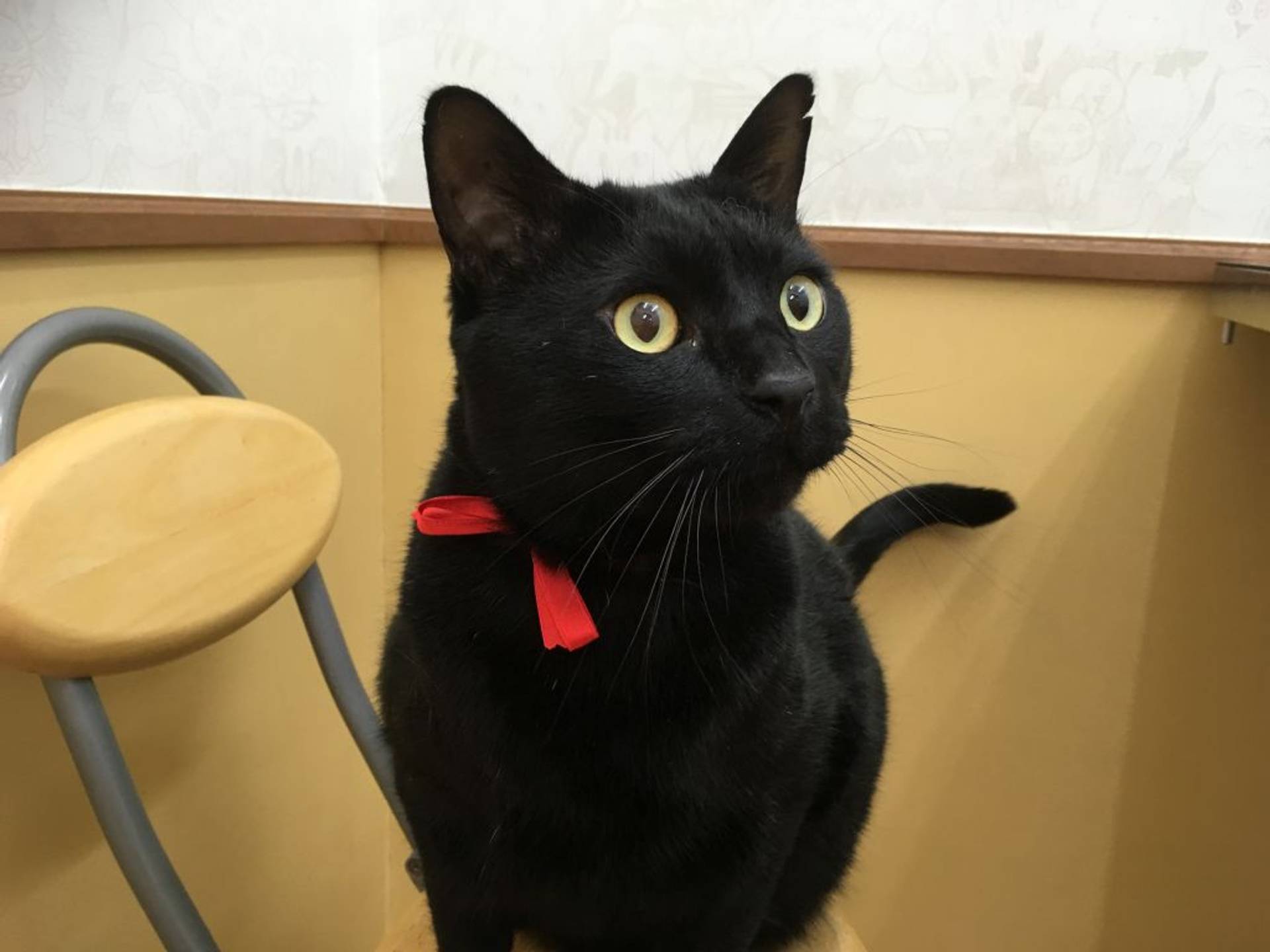 雑種（ミックス猫）・オスの里親募集の写真