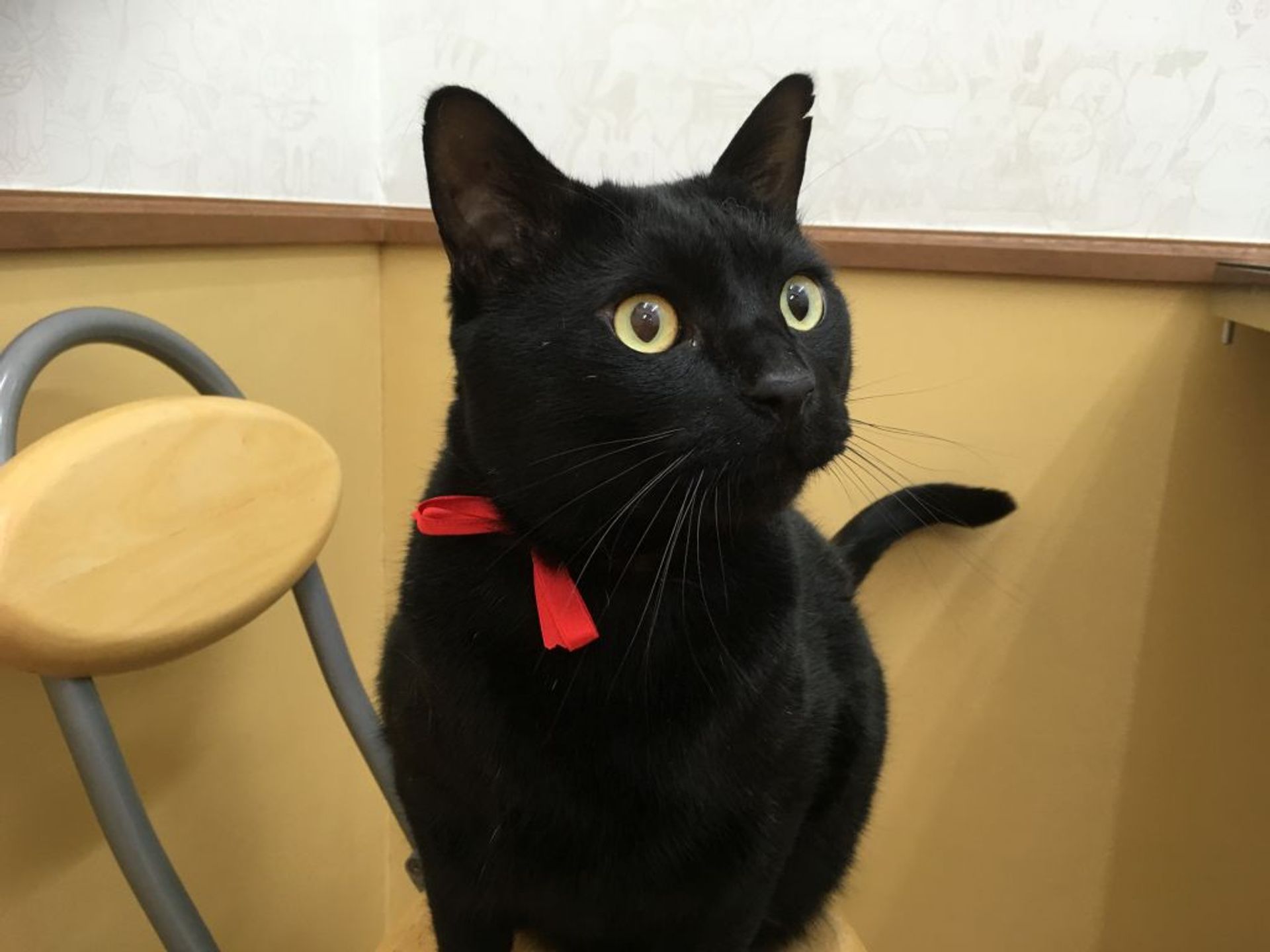 雑種（ミックス猫）・オスの里親募集の写真