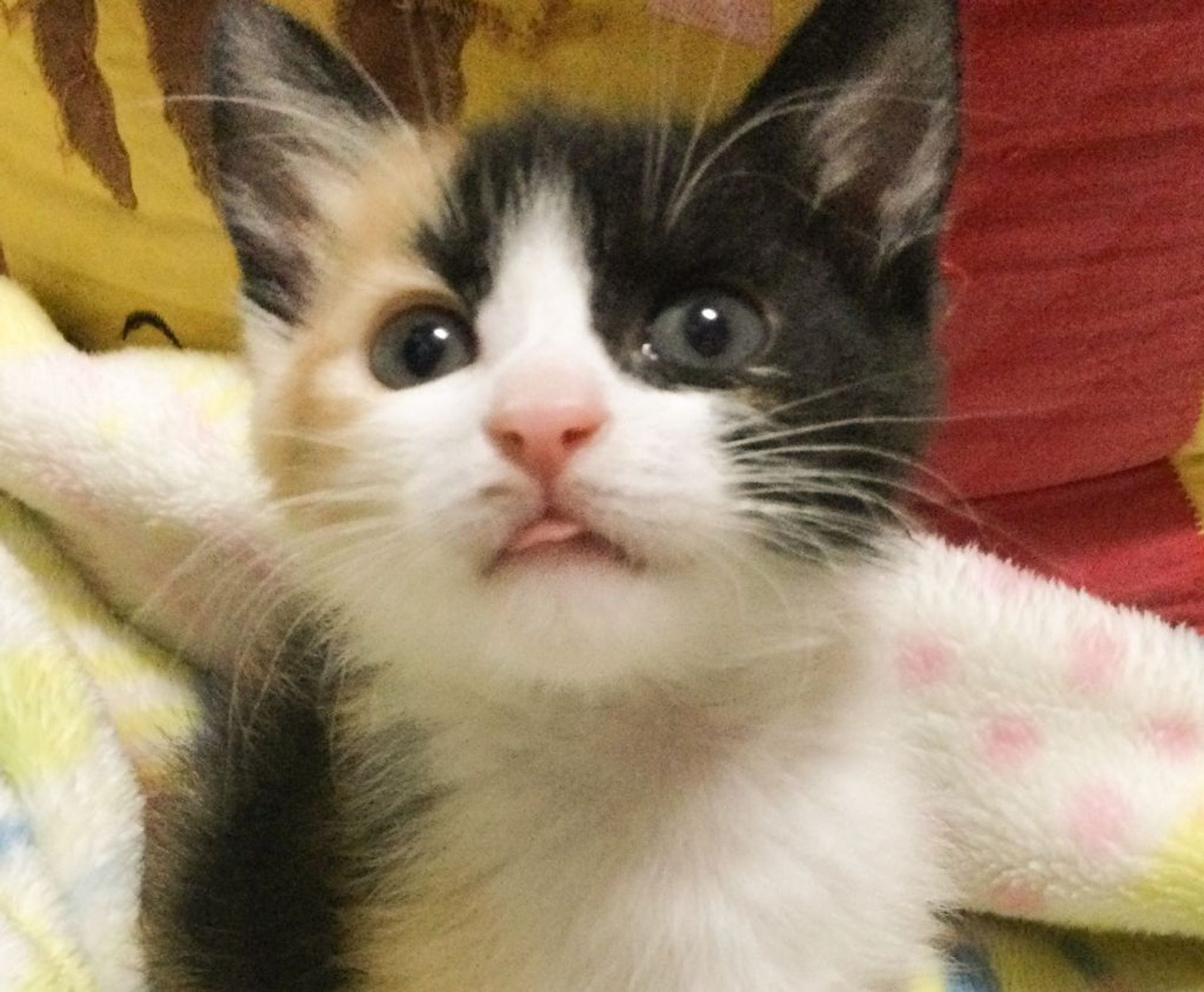 雑種（ミックス猫）・メスの里親募集の写真