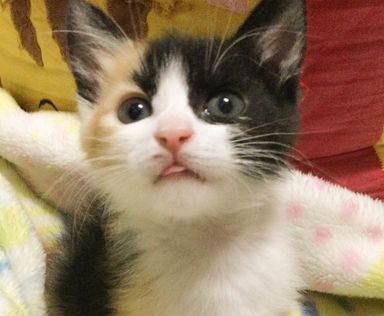 ドキン