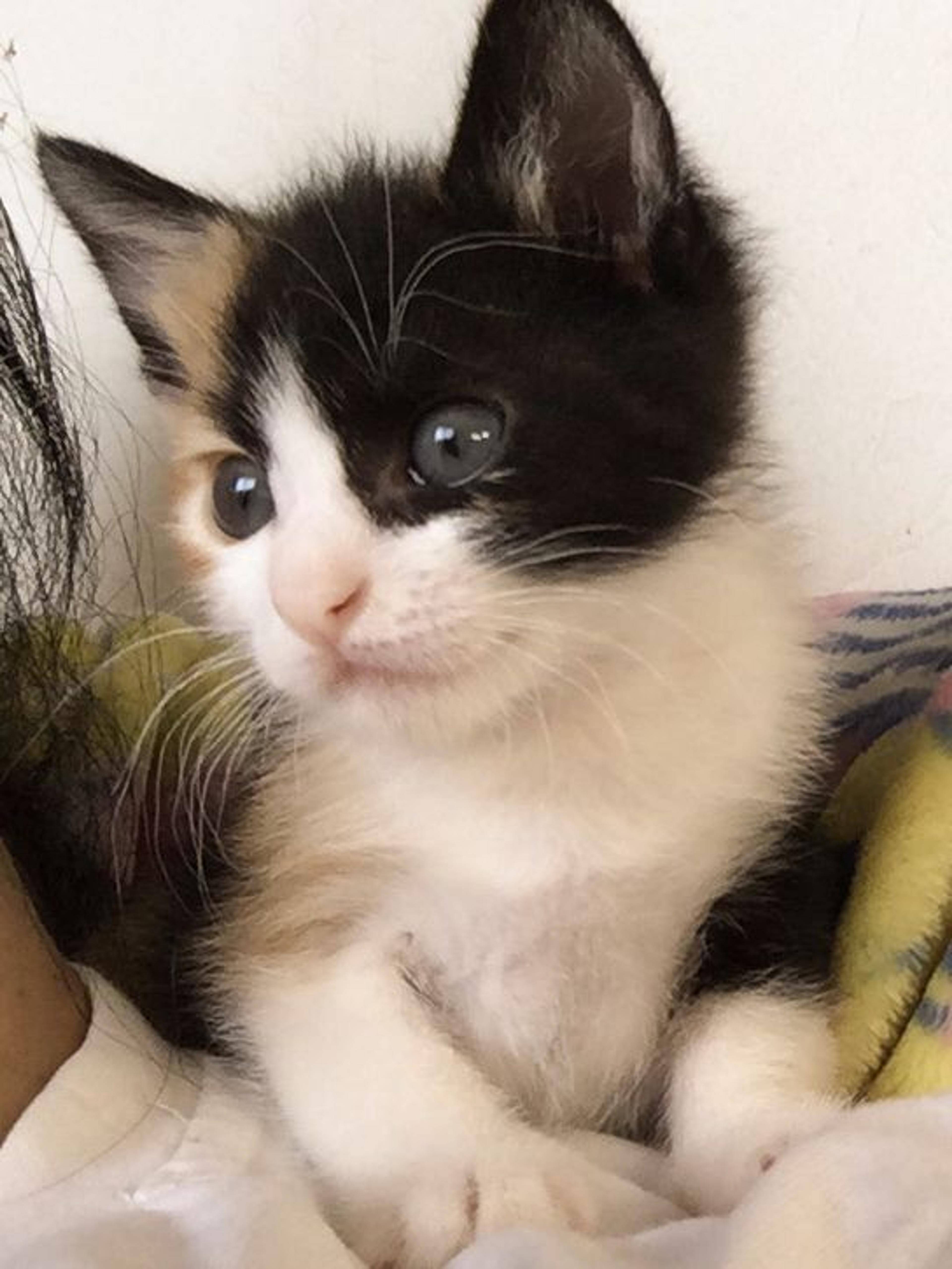 pet-image-2