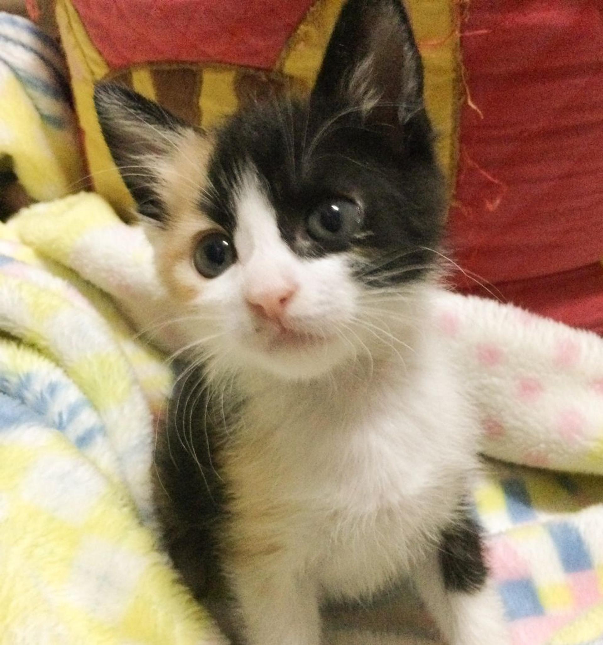 pet-image-4