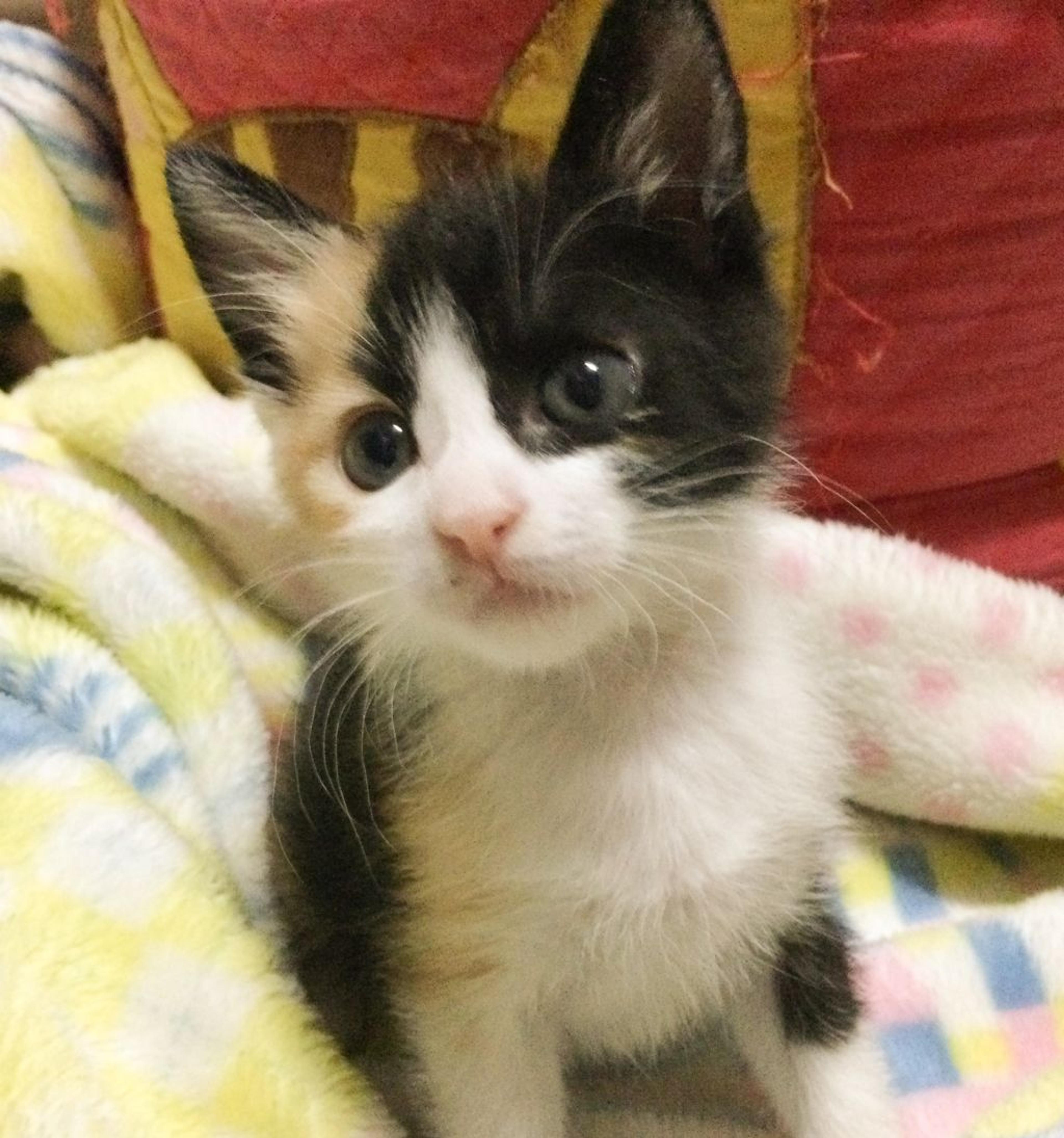 pet-image-4