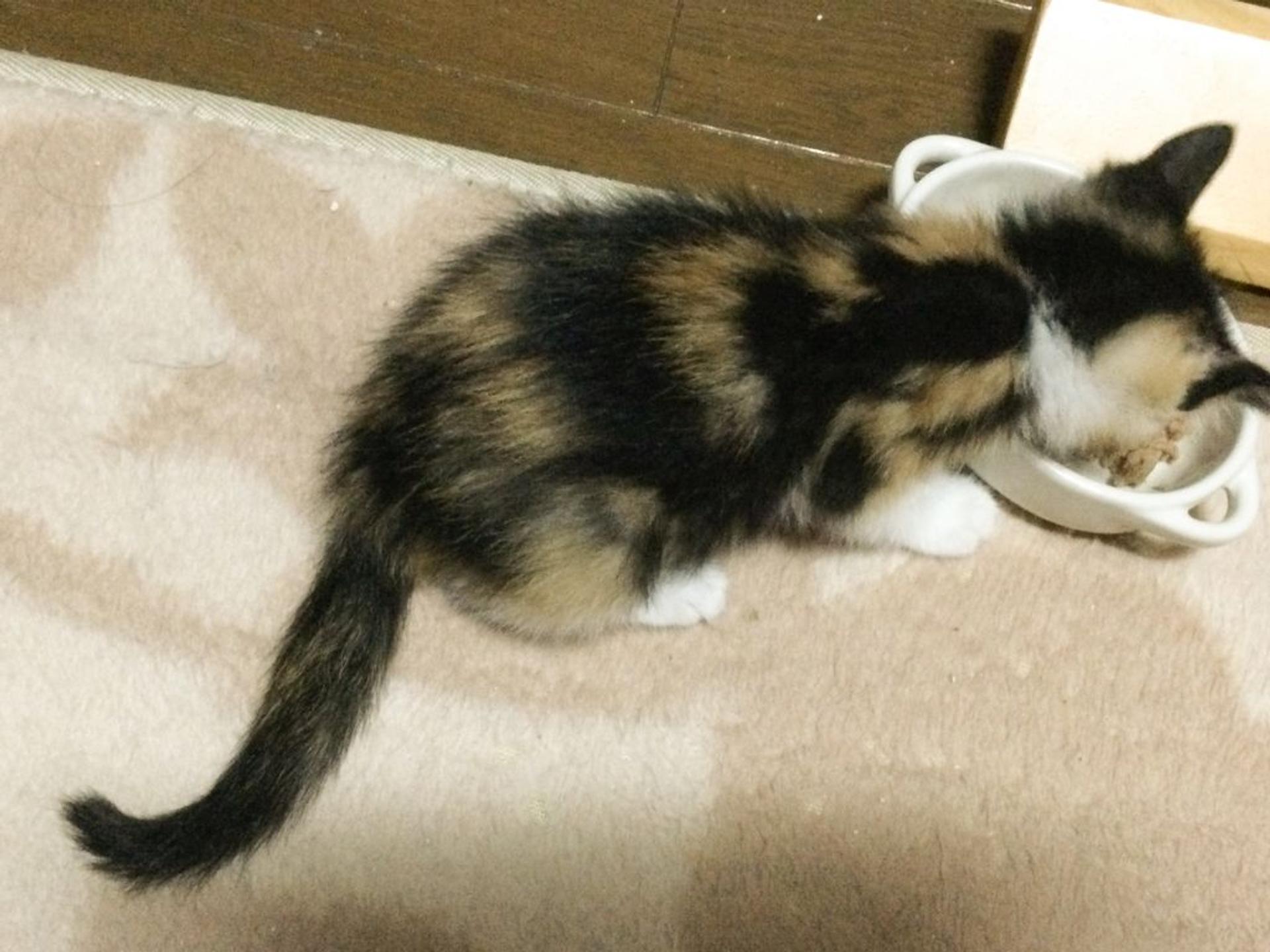 pet-image-6