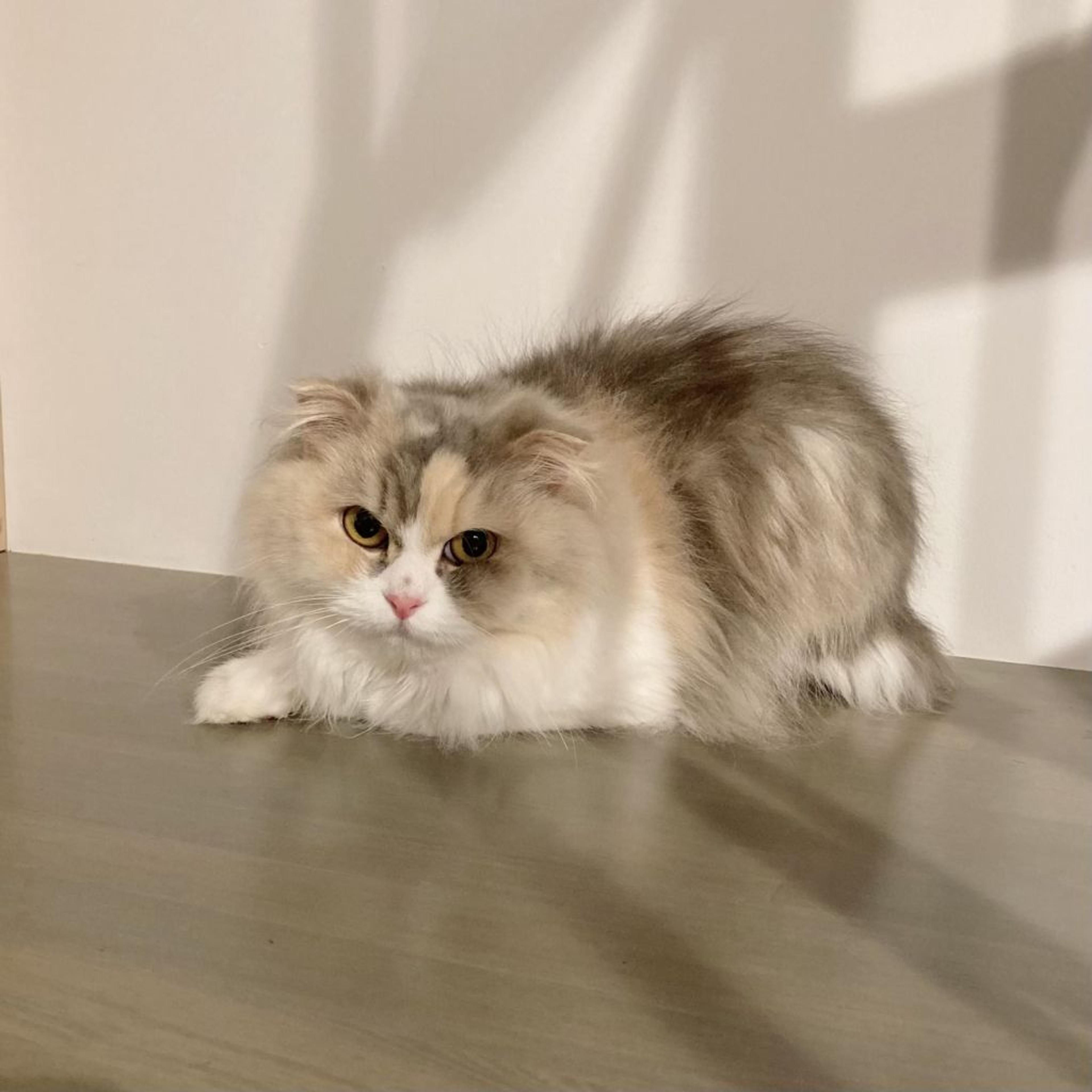 pet-image-2