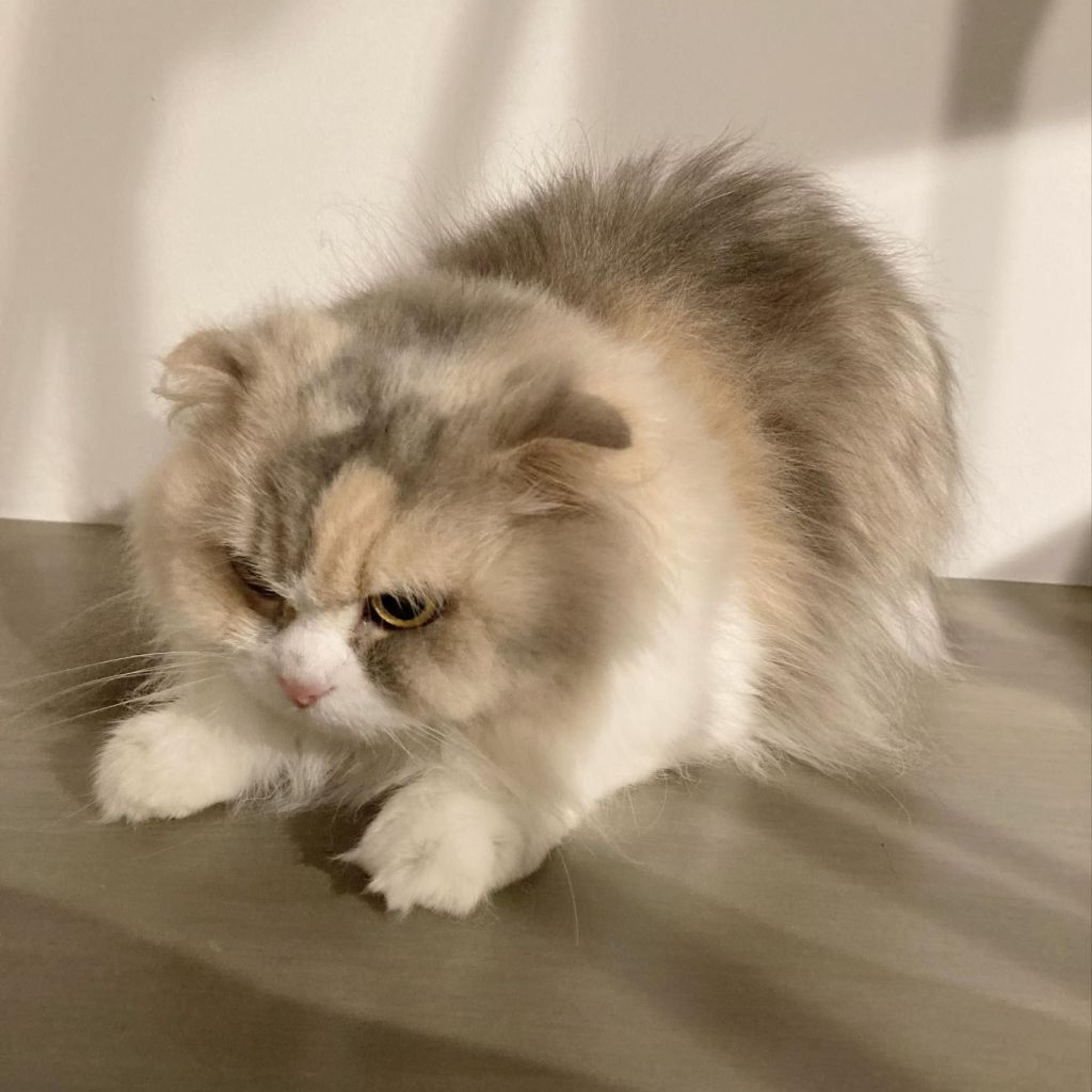 pet-image-3