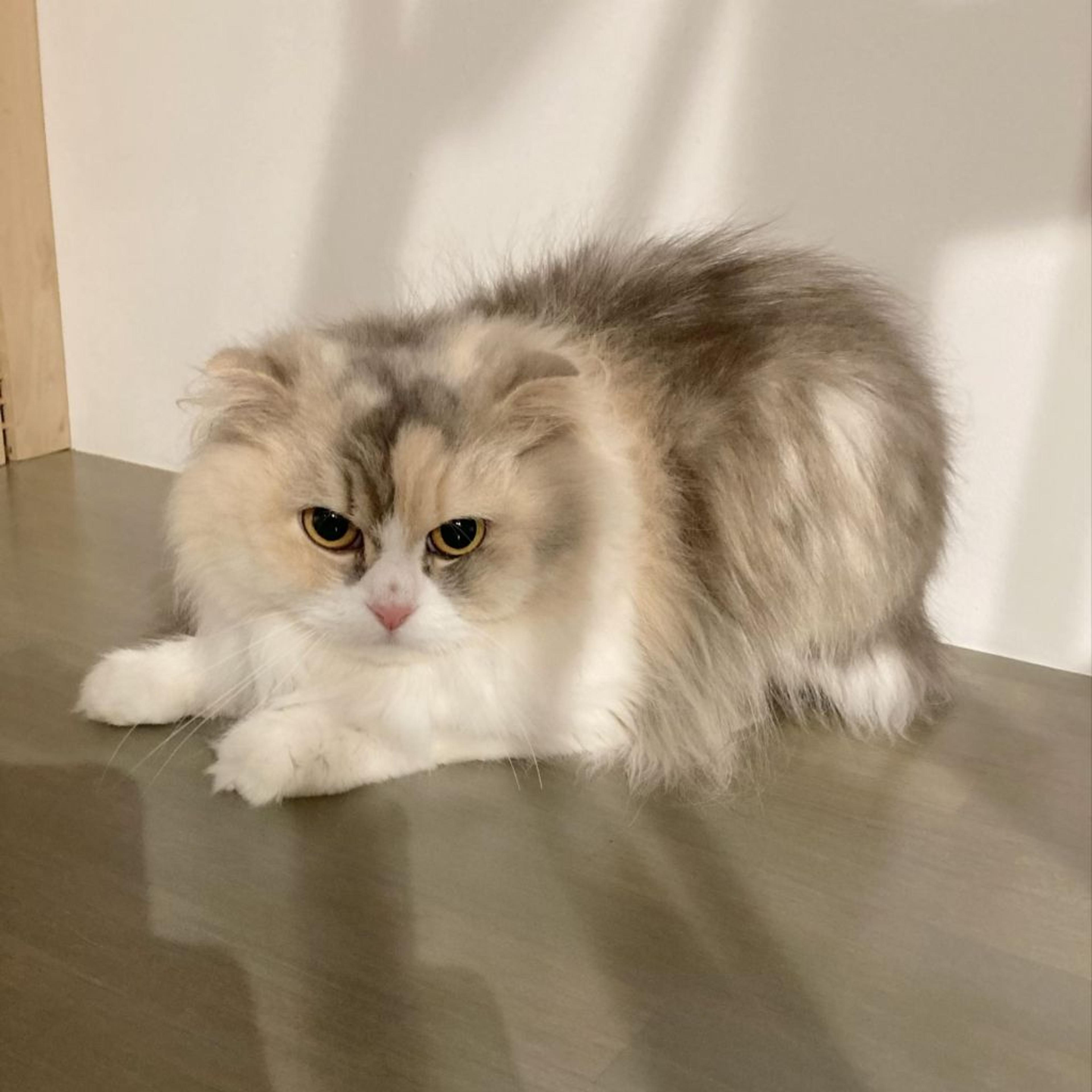 pet-image-4