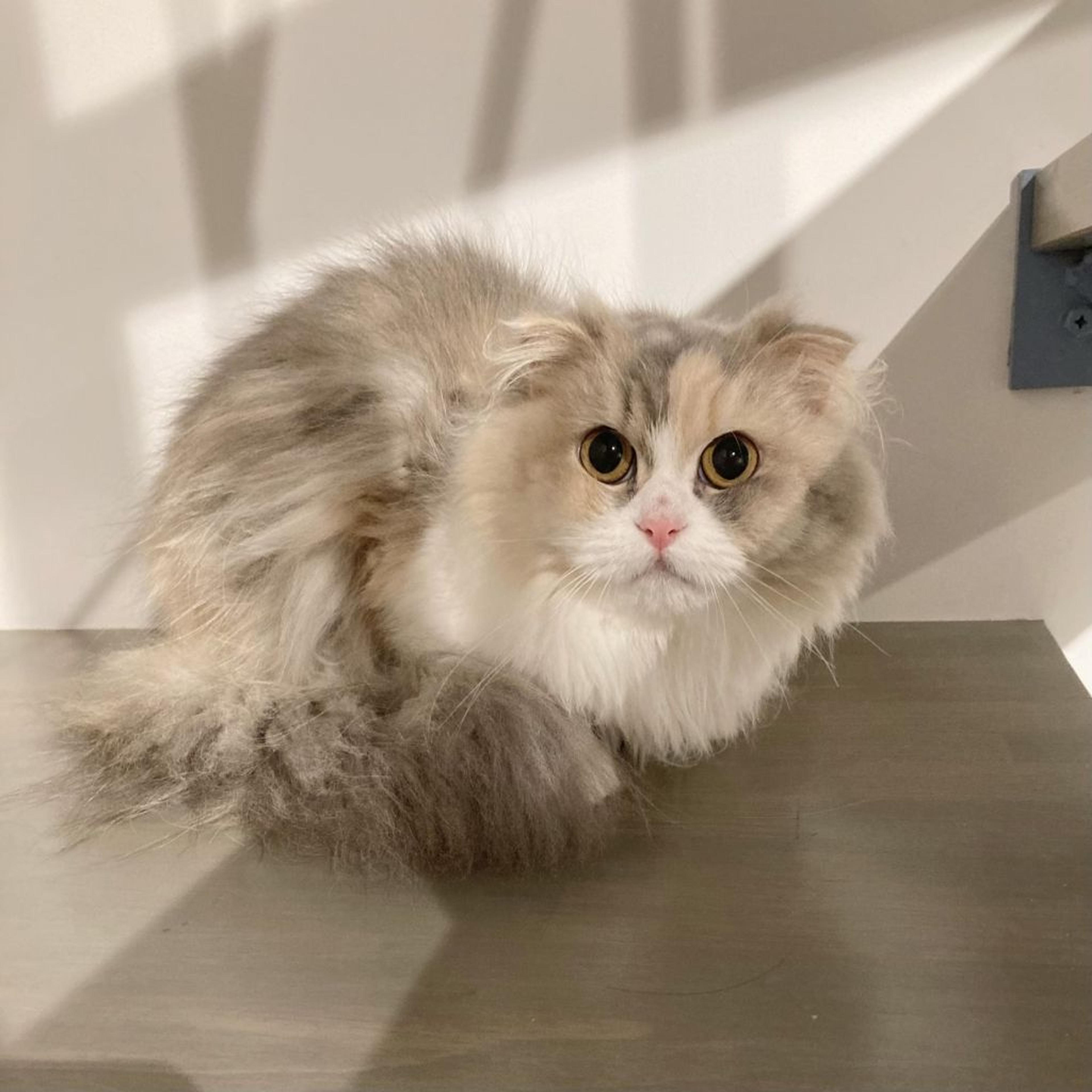 pet-image-5