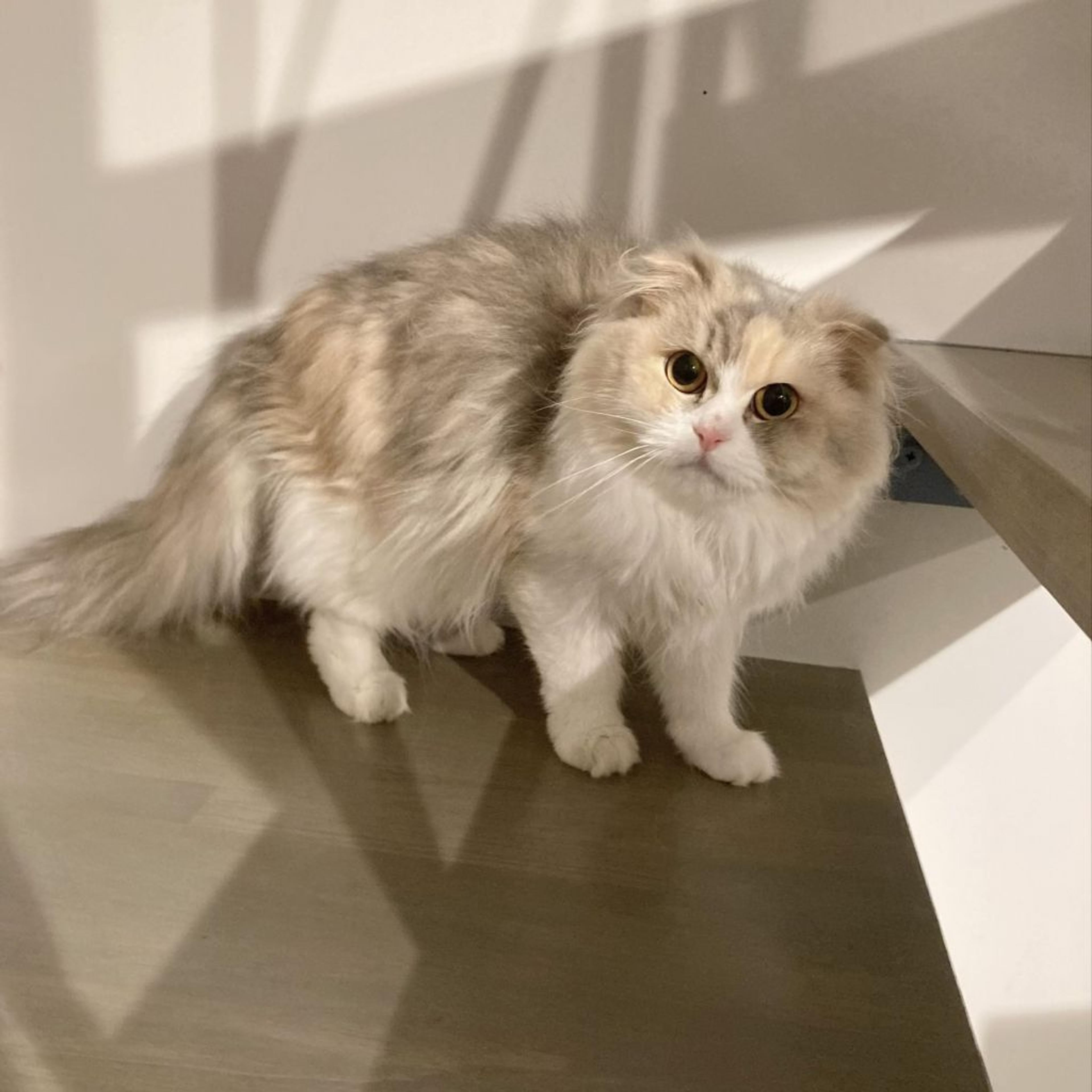 pet-image-6