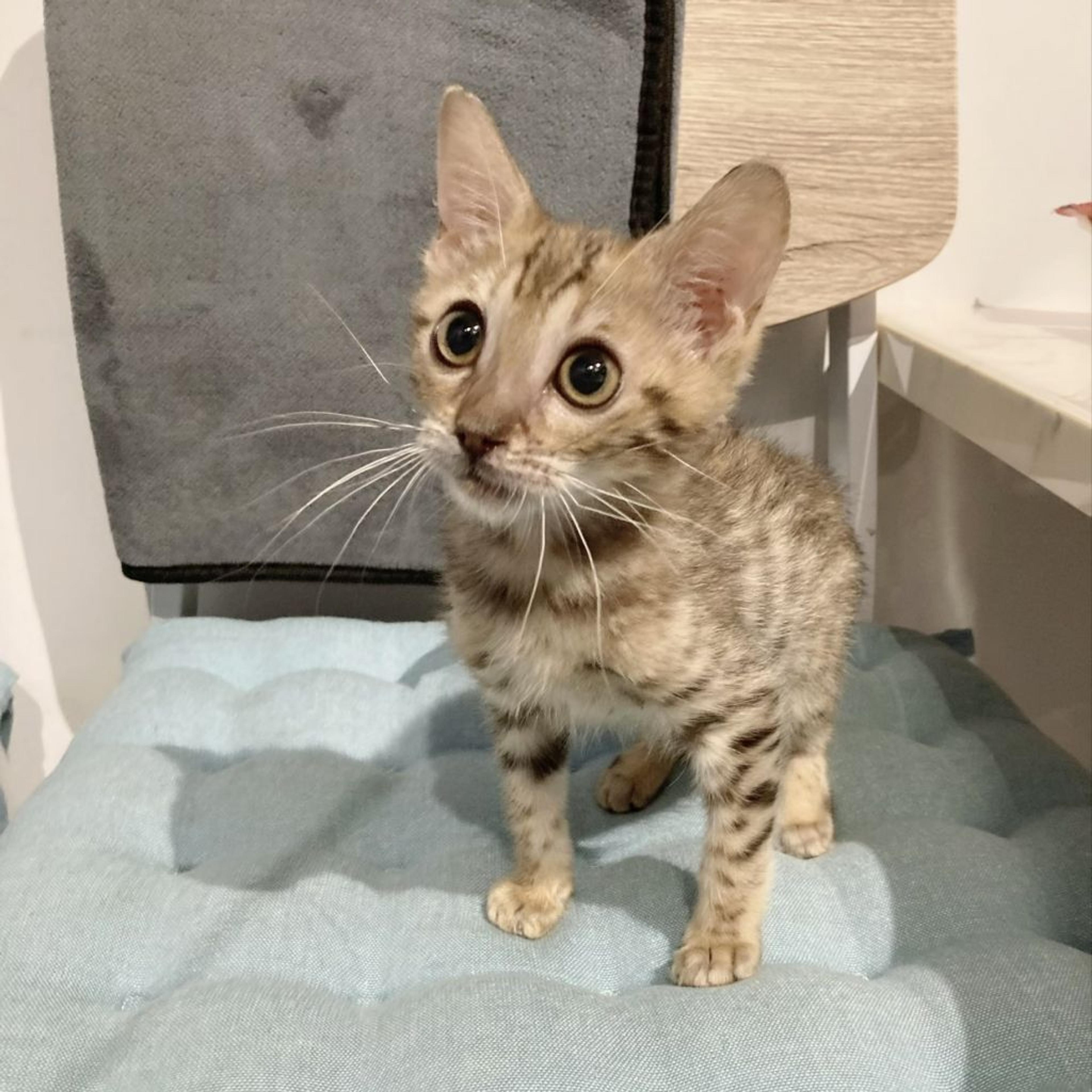 pet-image-2