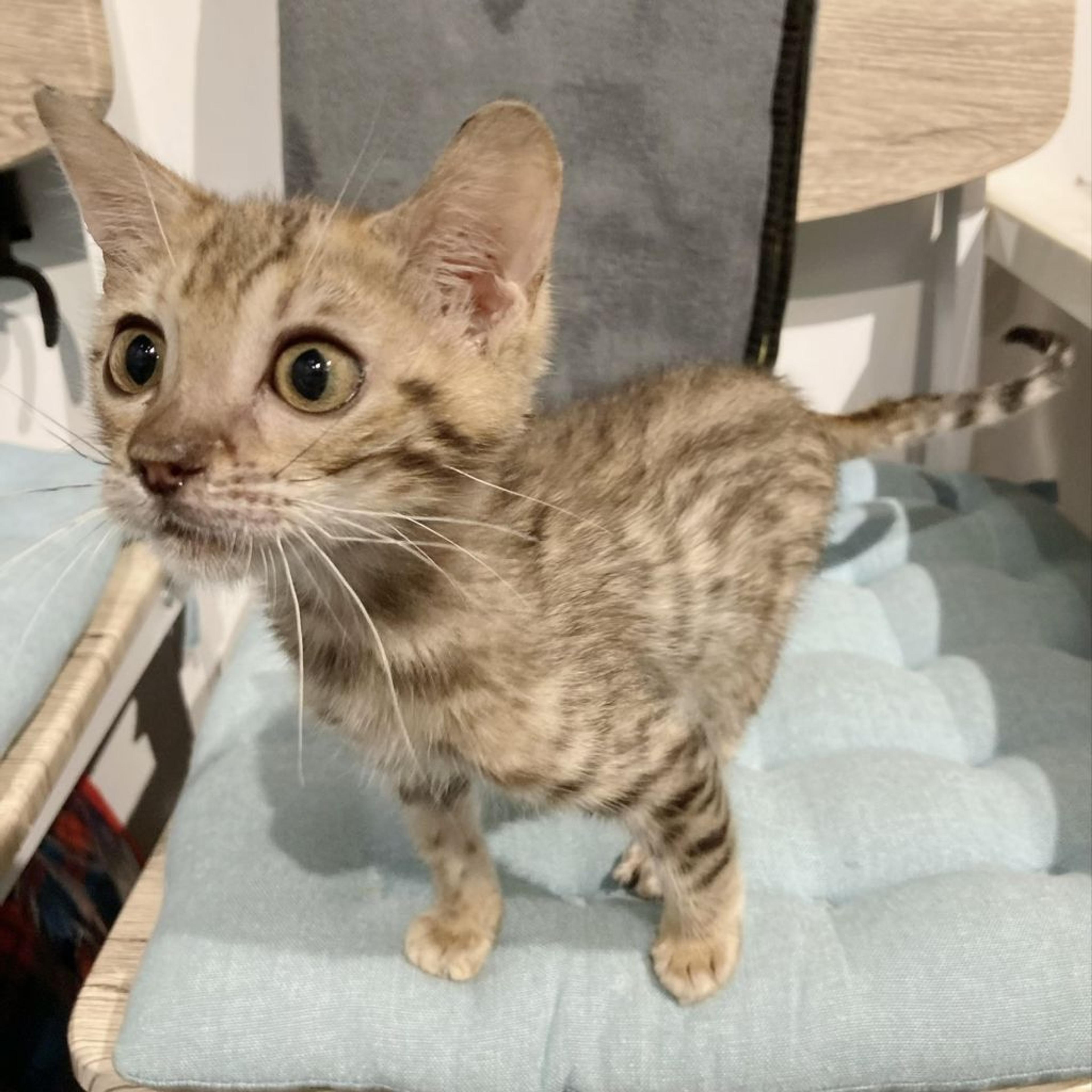 pet-image-3