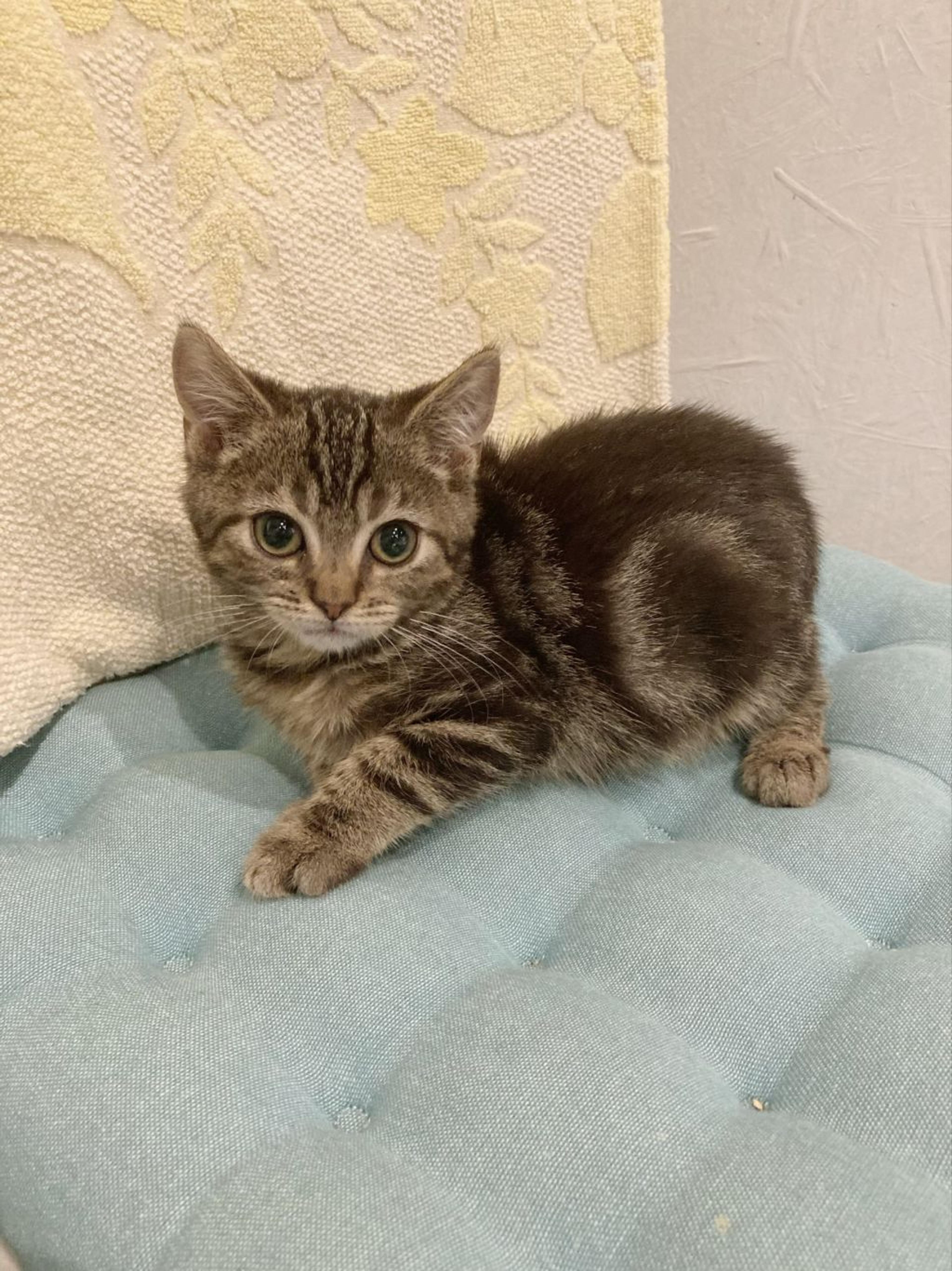 pet-image-2