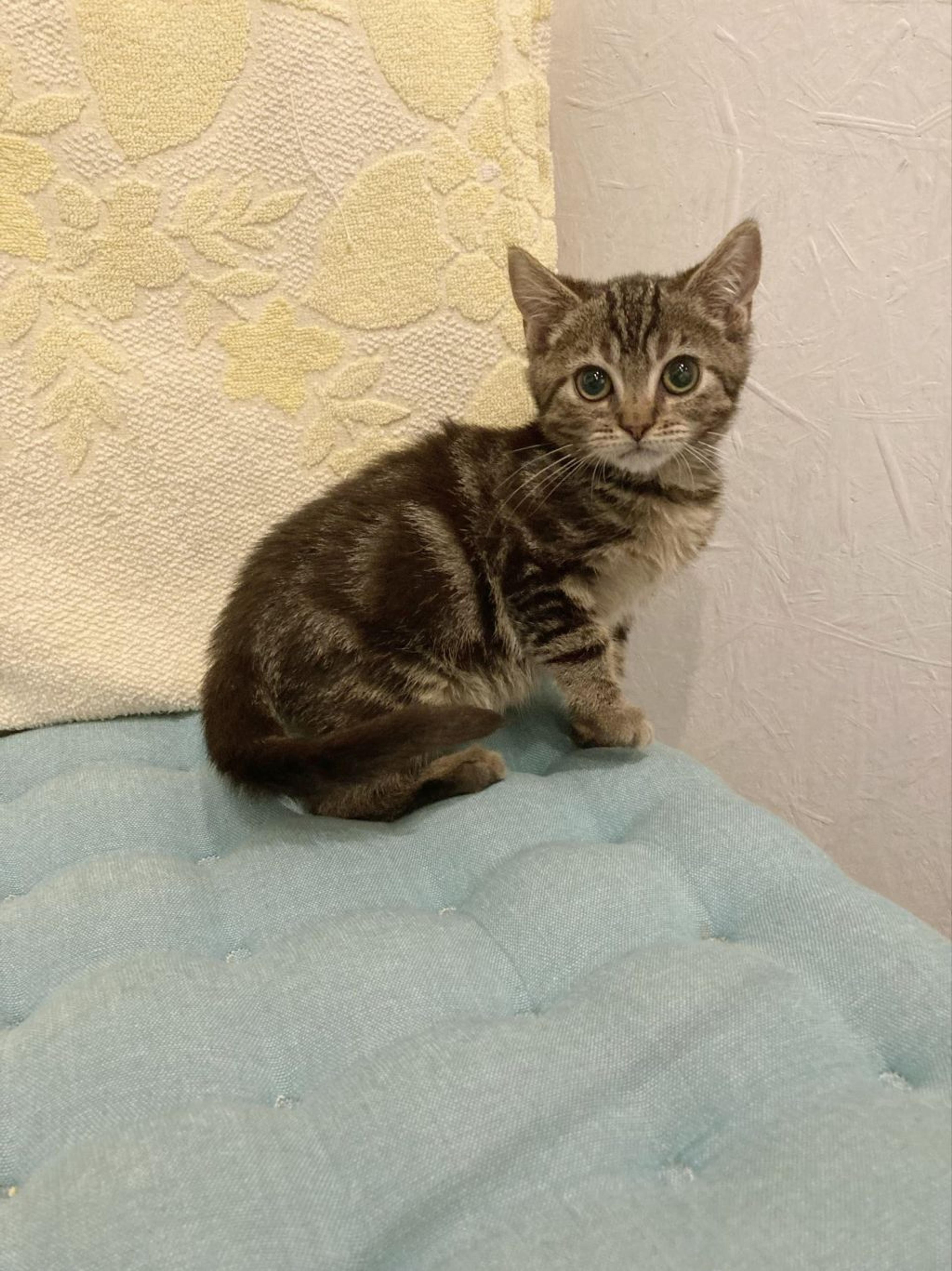 pet-image-4