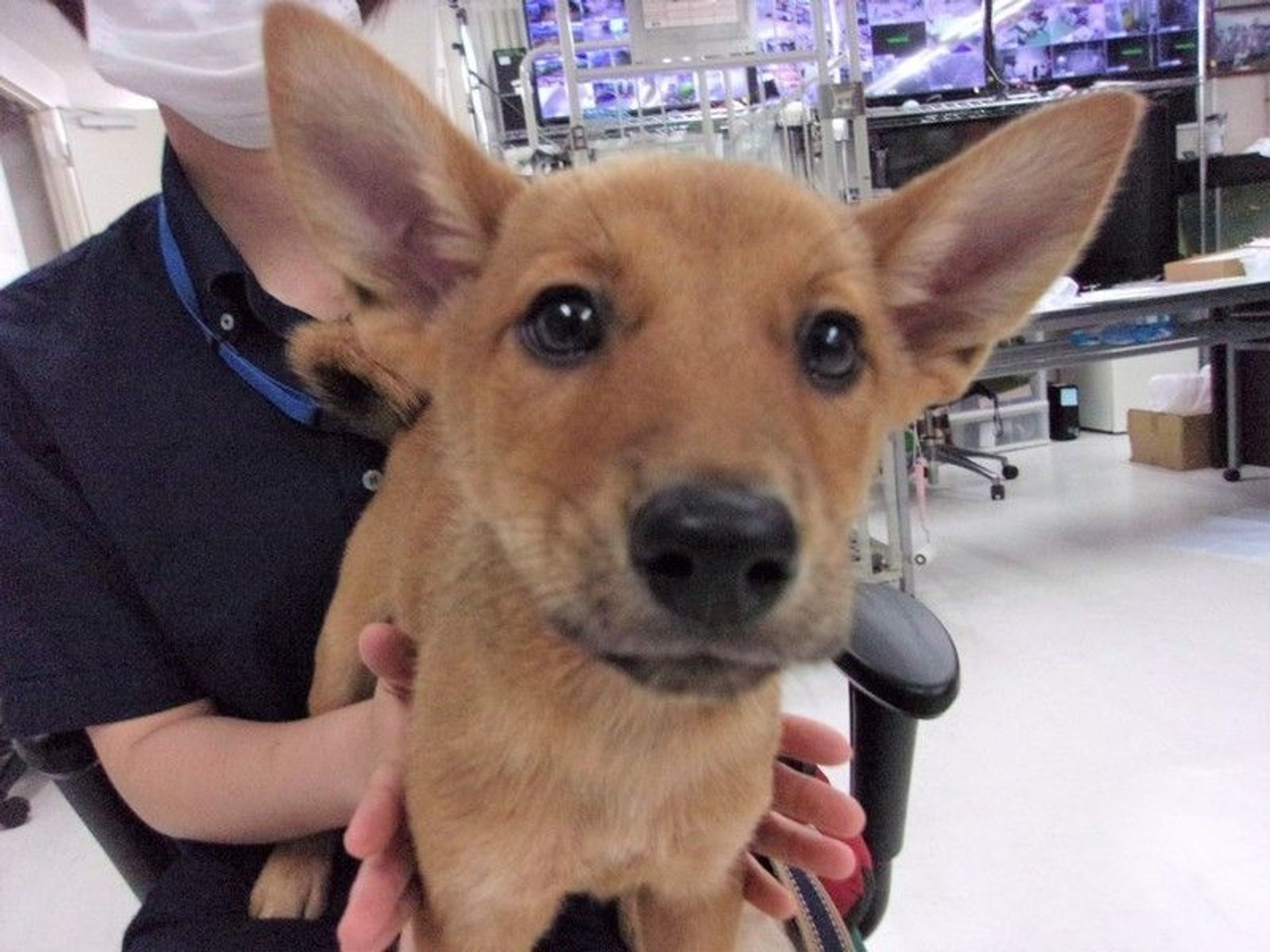雑種（ミックス犬）・オスの里親募集の写真