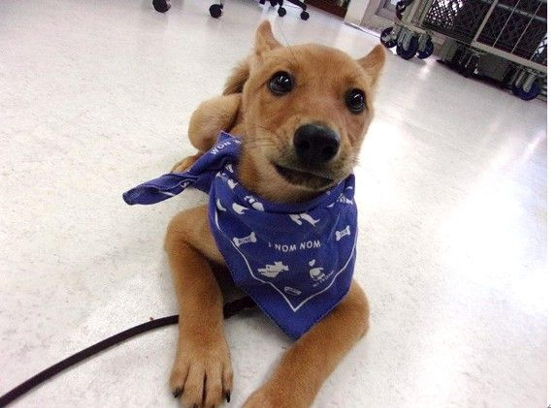 pet-image-2