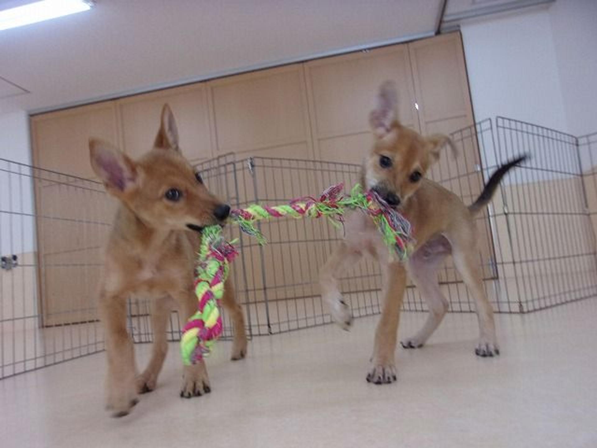 pet-image-4