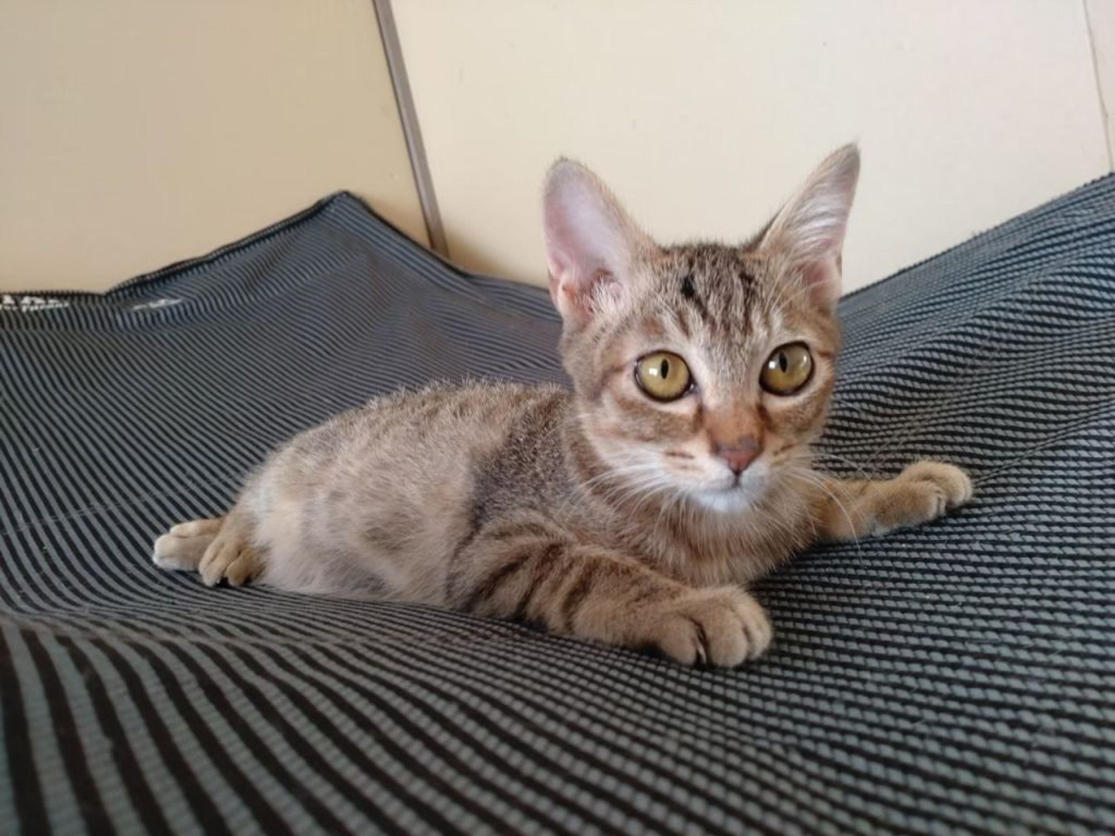 雑種（ミックス猫）・メスの里親募集の写真
