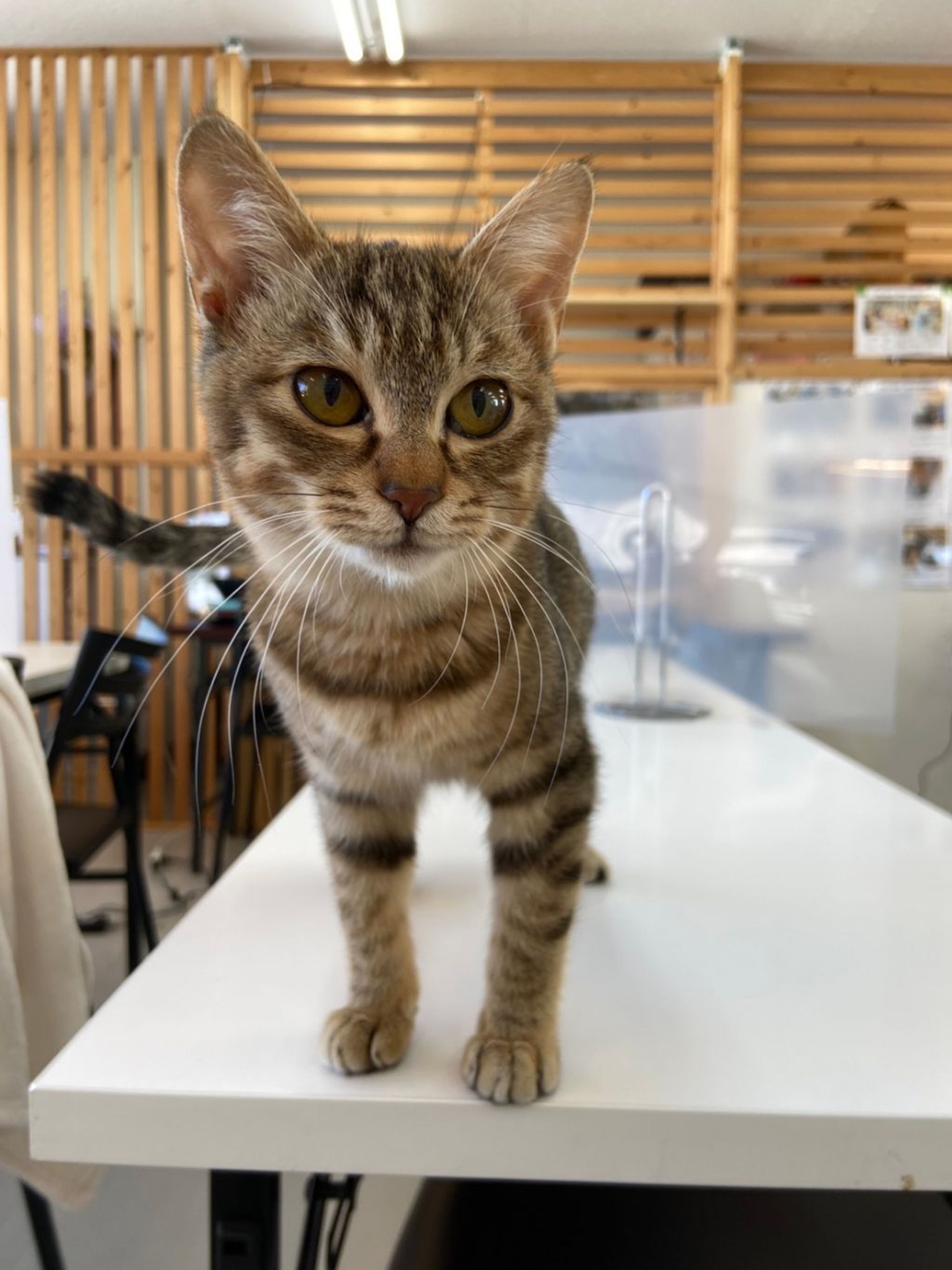 pet-image-2