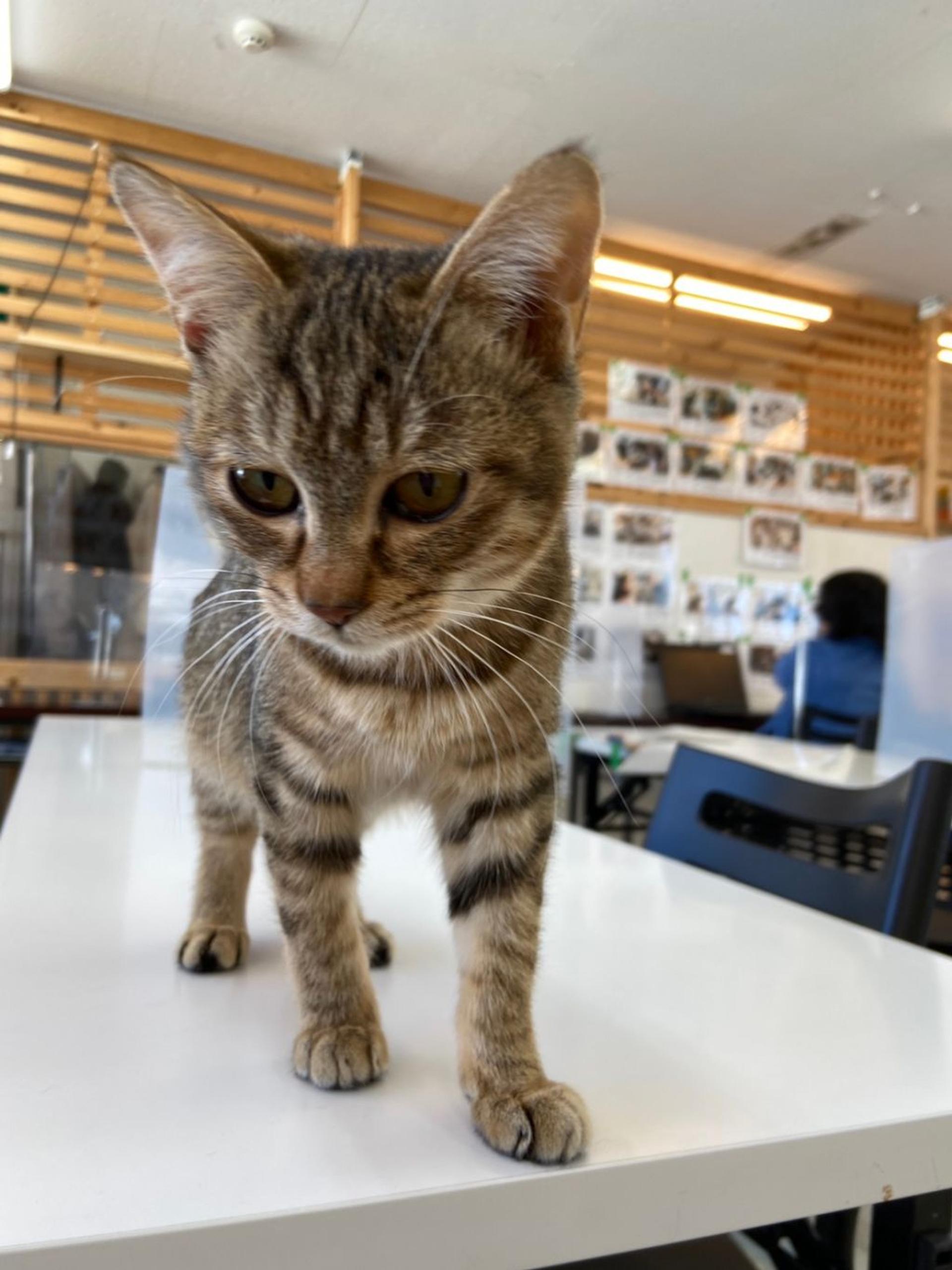 pet-image-3