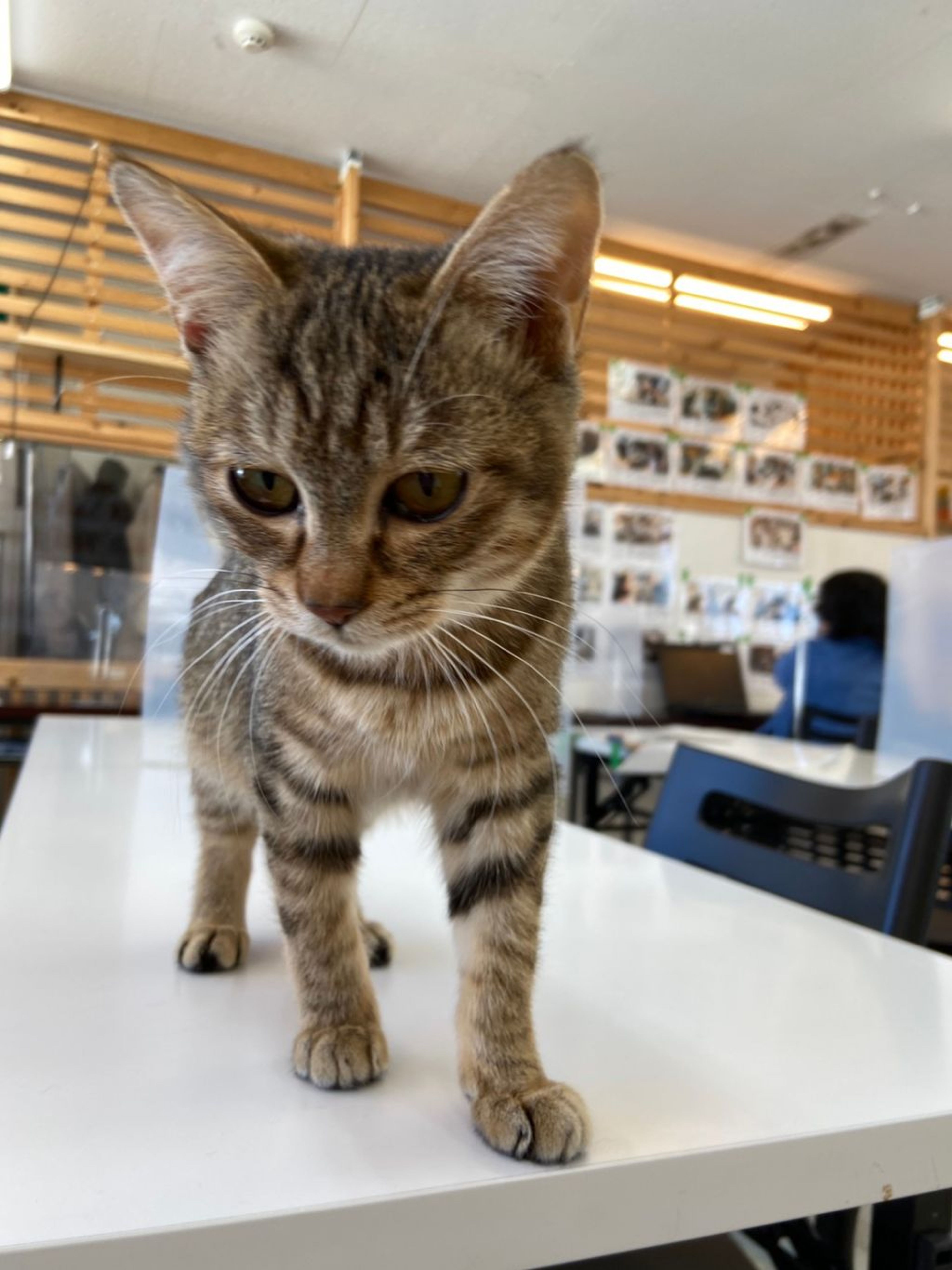 pet-image-3