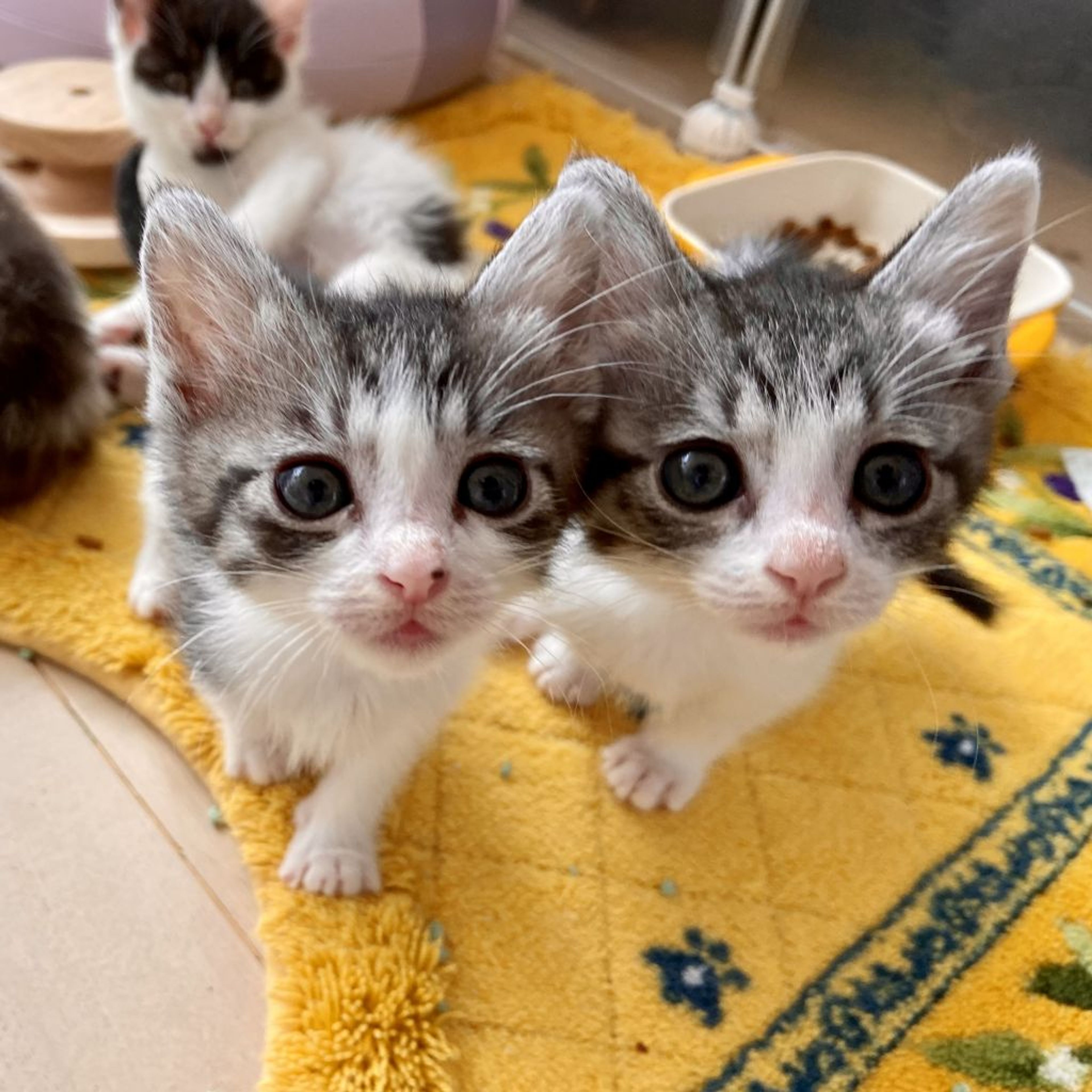 雑種（ミックス猫）・メスの里親募集の写真