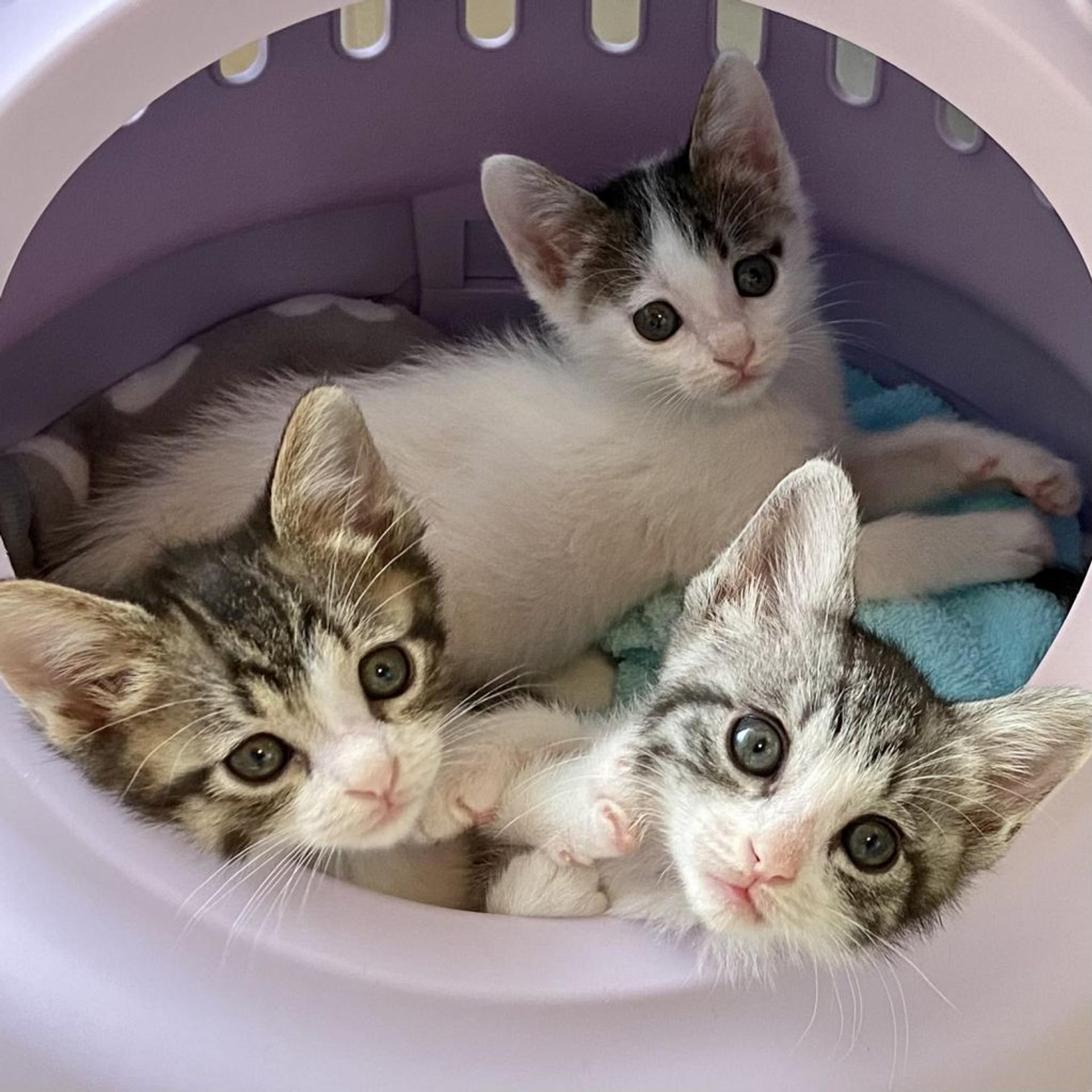 pet-image-3