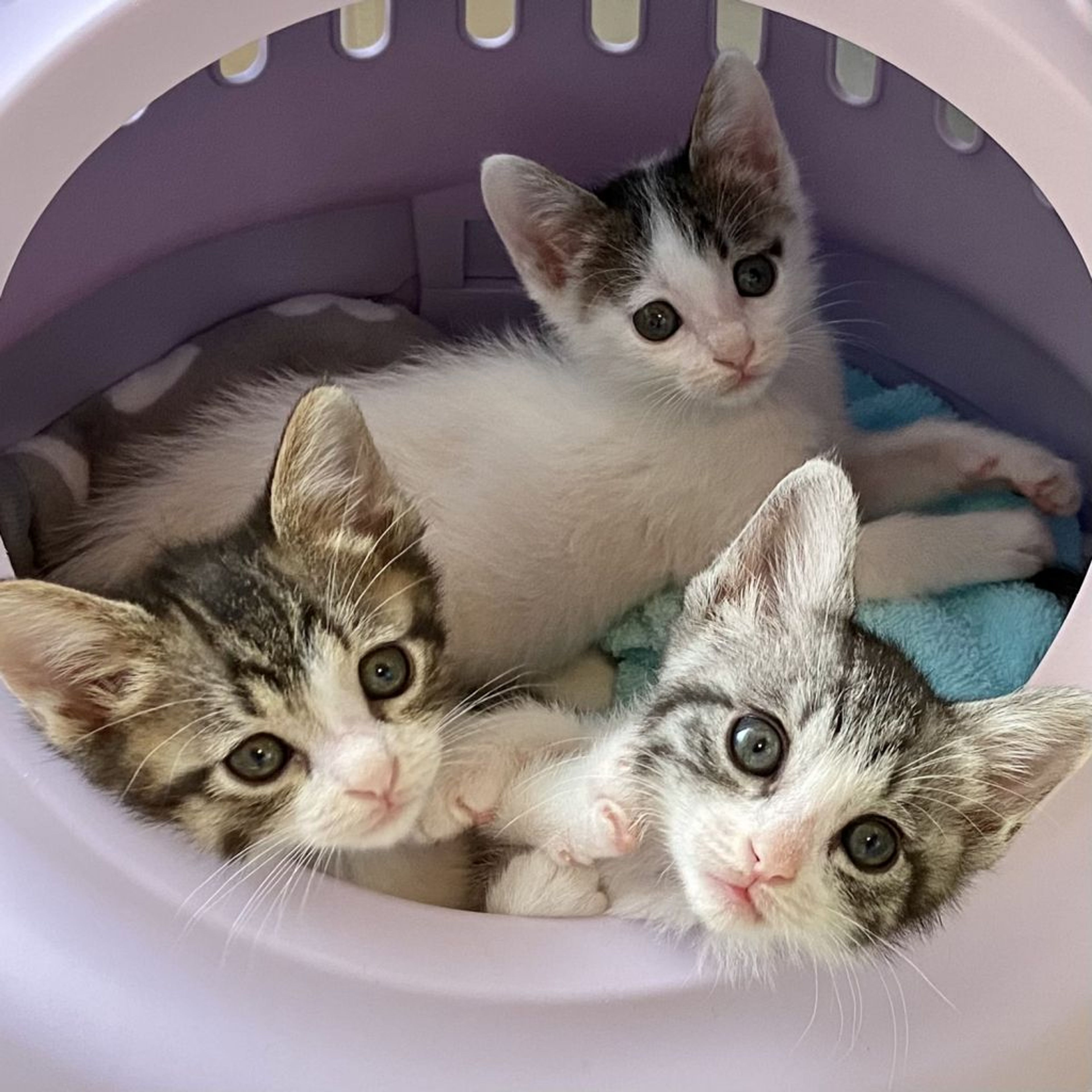 pet-image-3