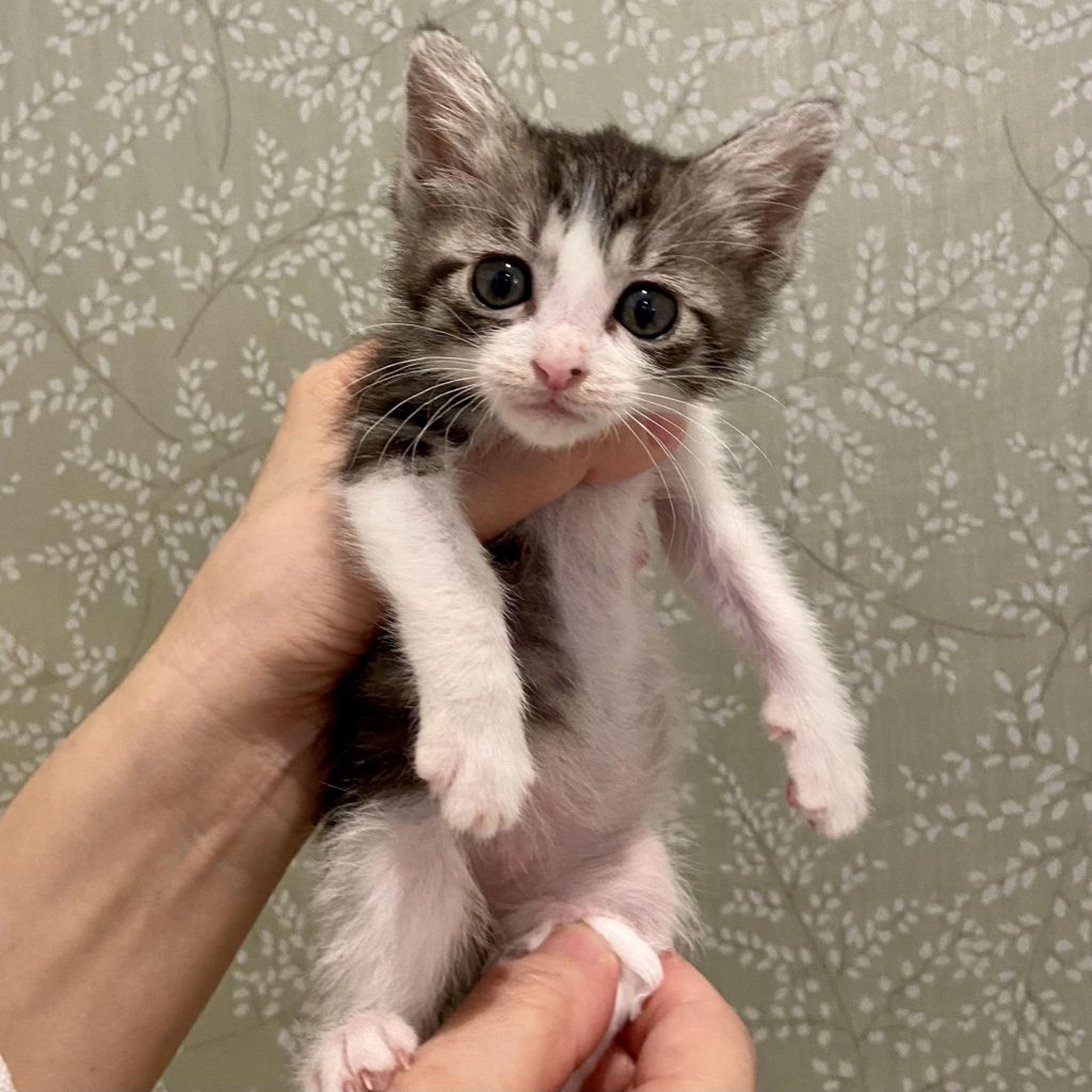 pet-image-4