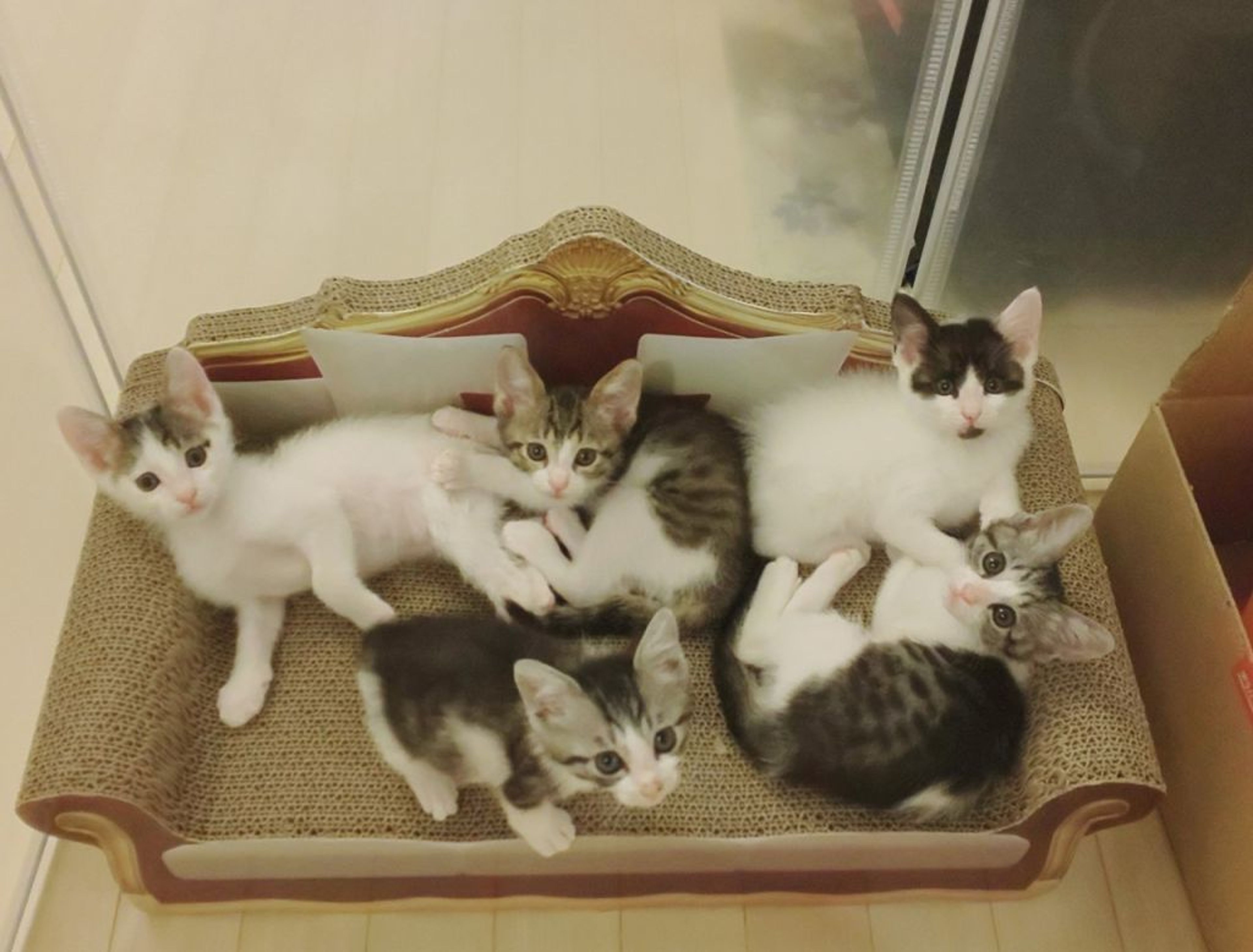 pet-image-6