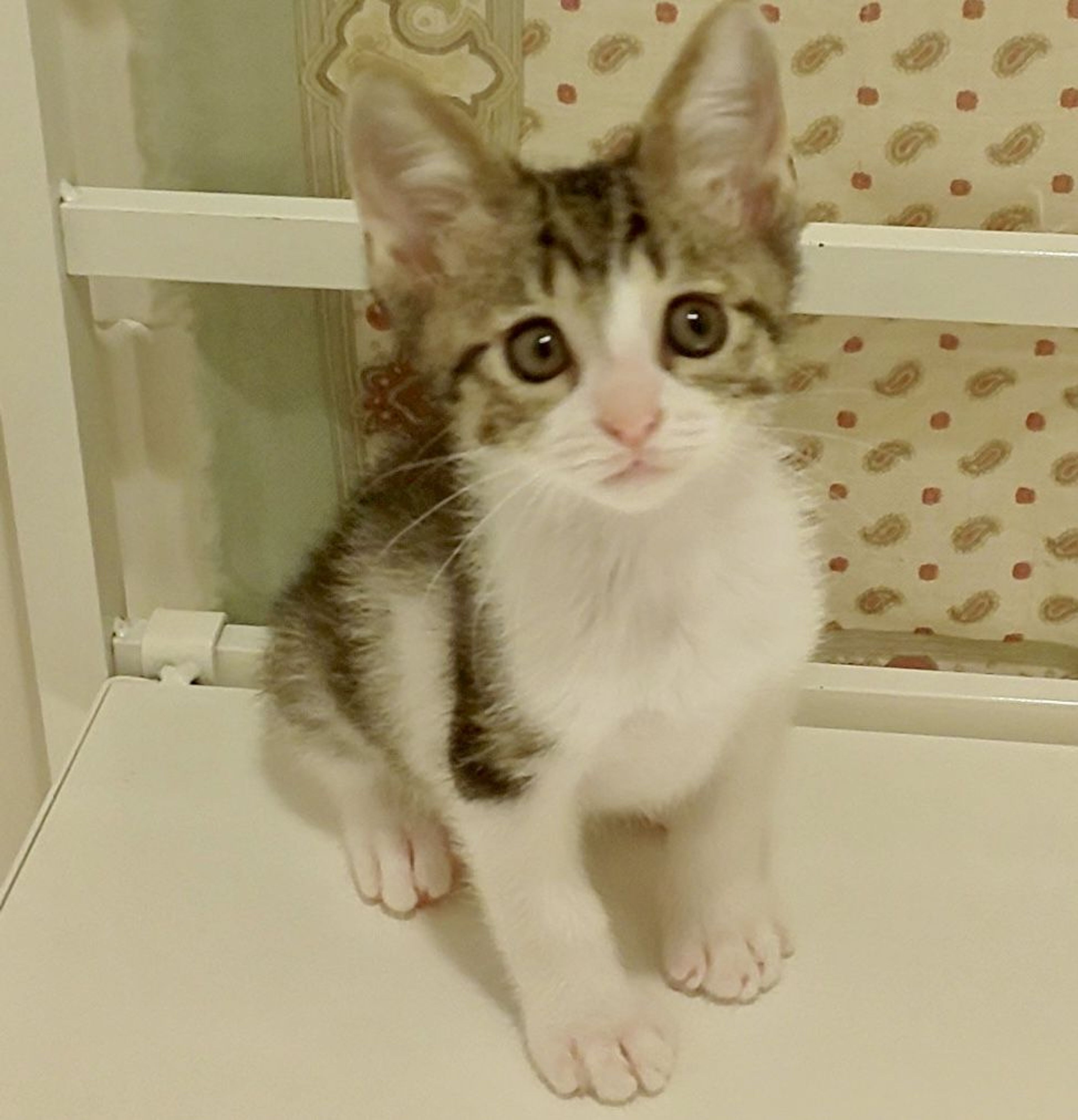 pet-image-8
