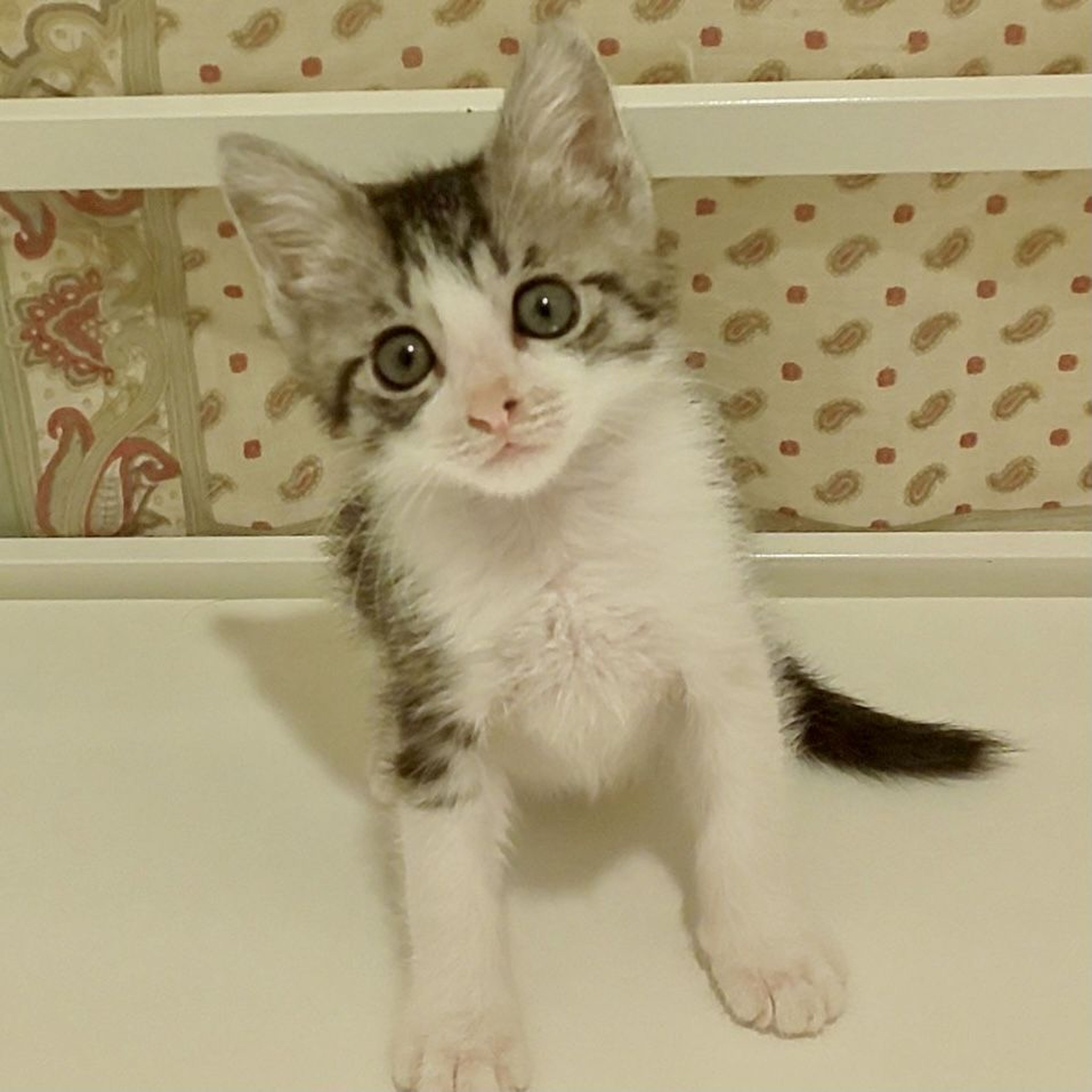 pet-image-9