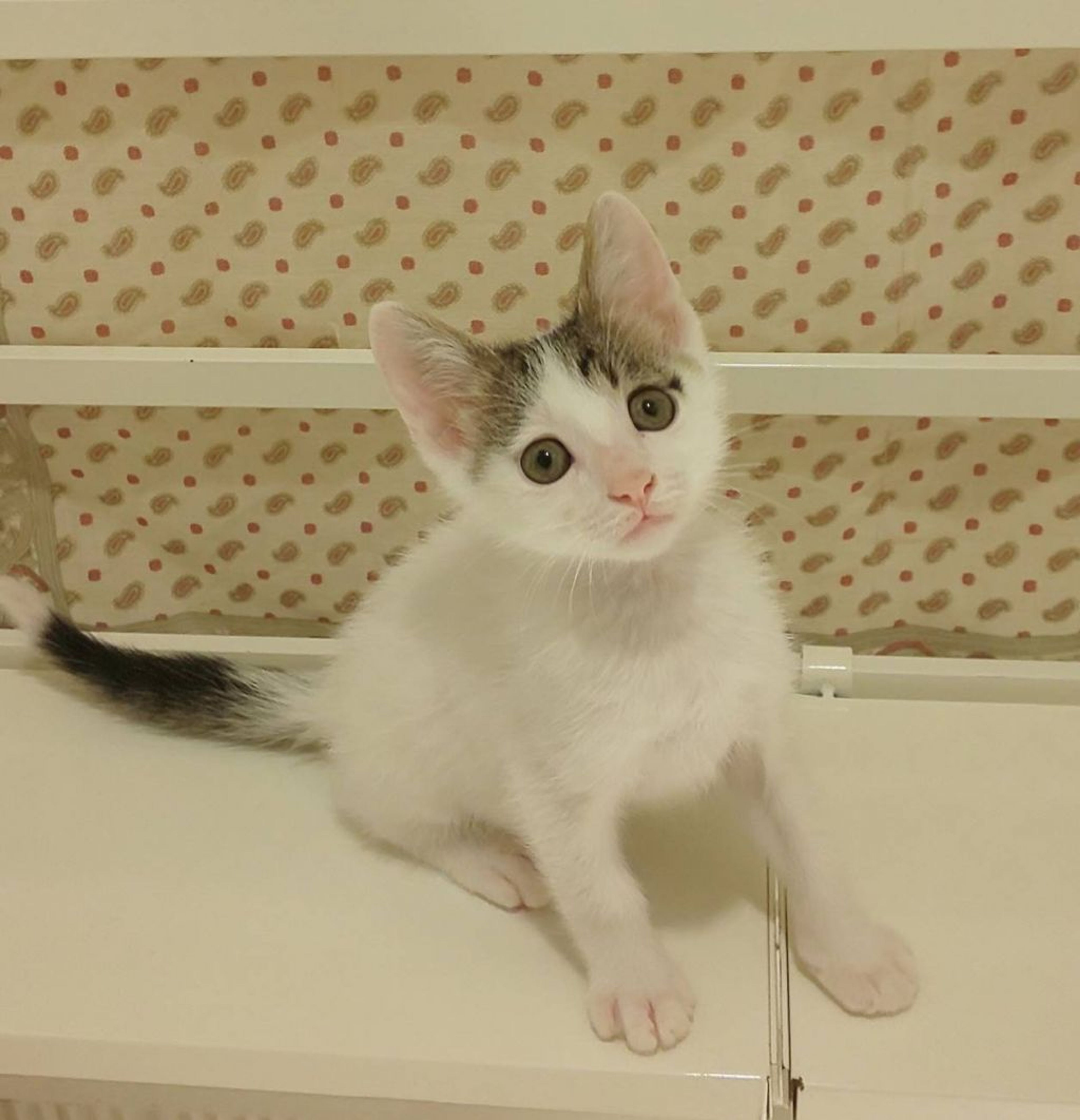 pet-image-2