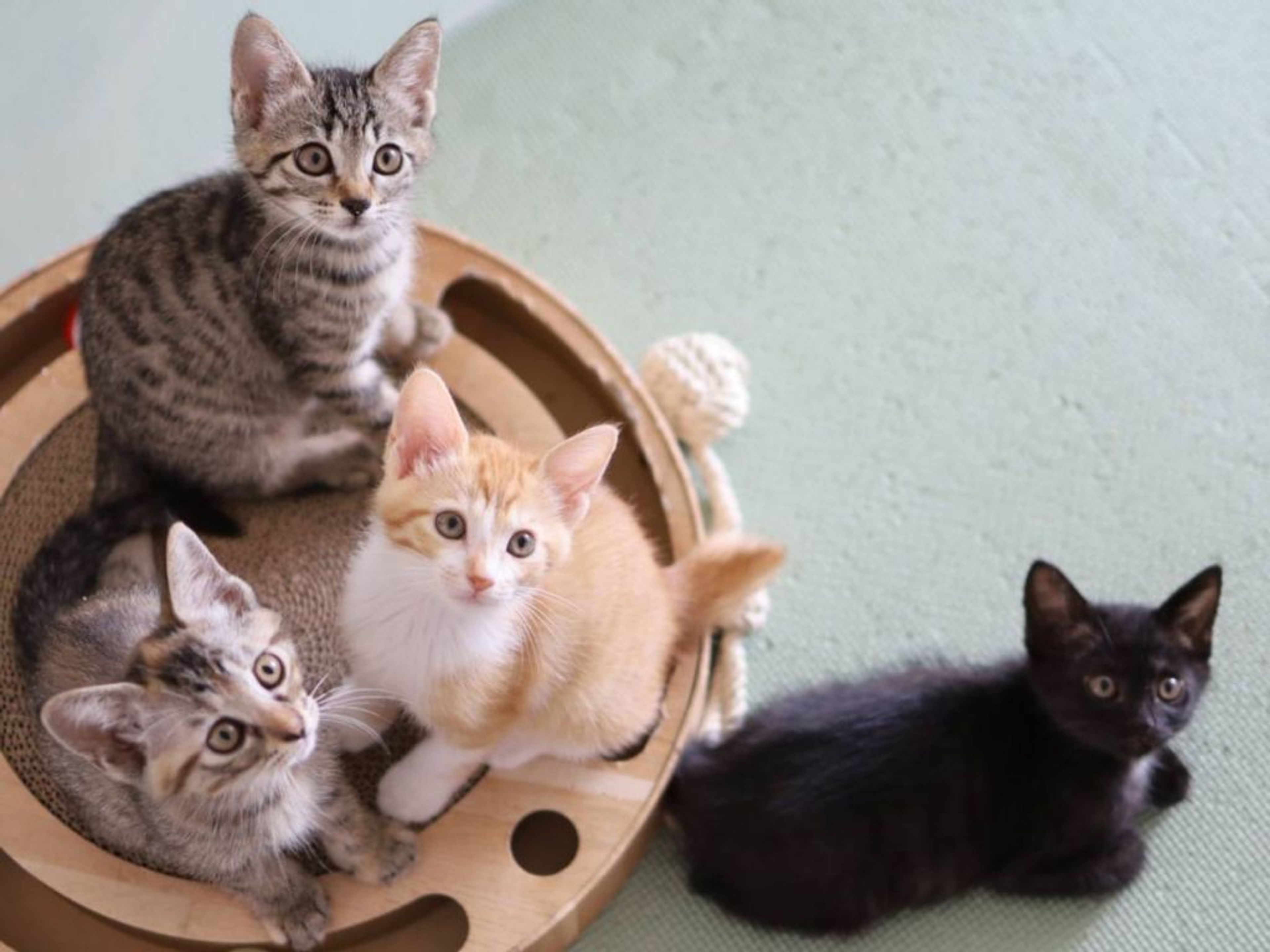 pet-image-3