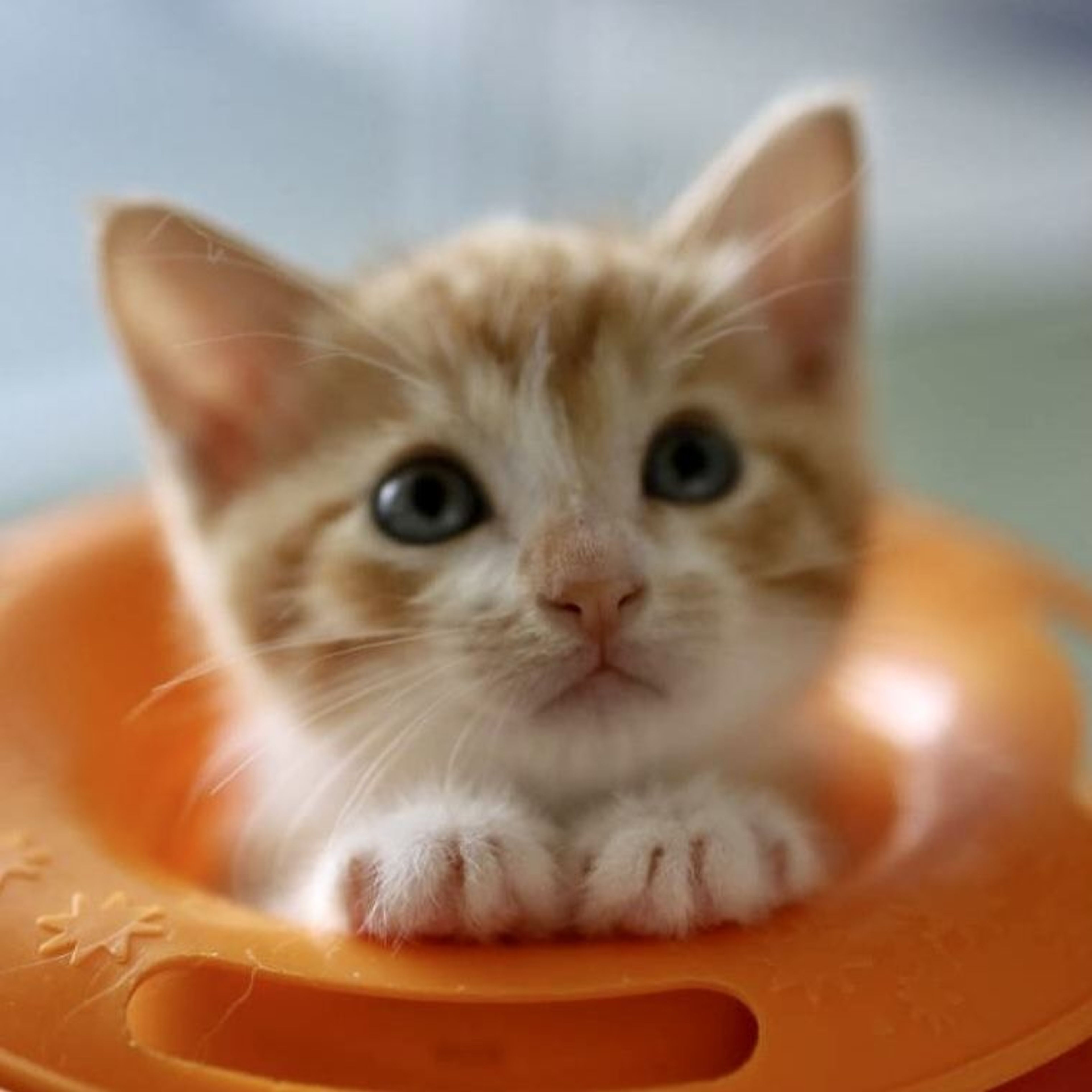 pet-image-5