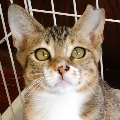 こまちの写真