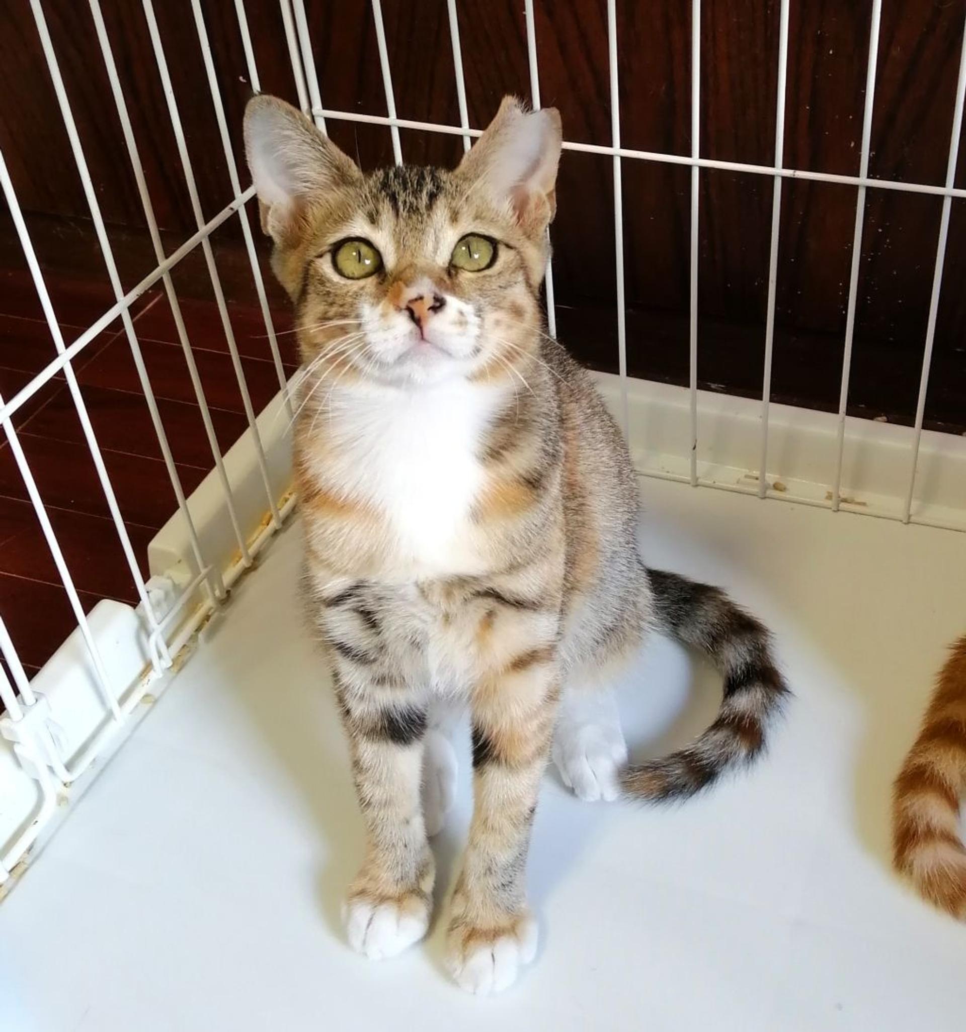 pet-image-2