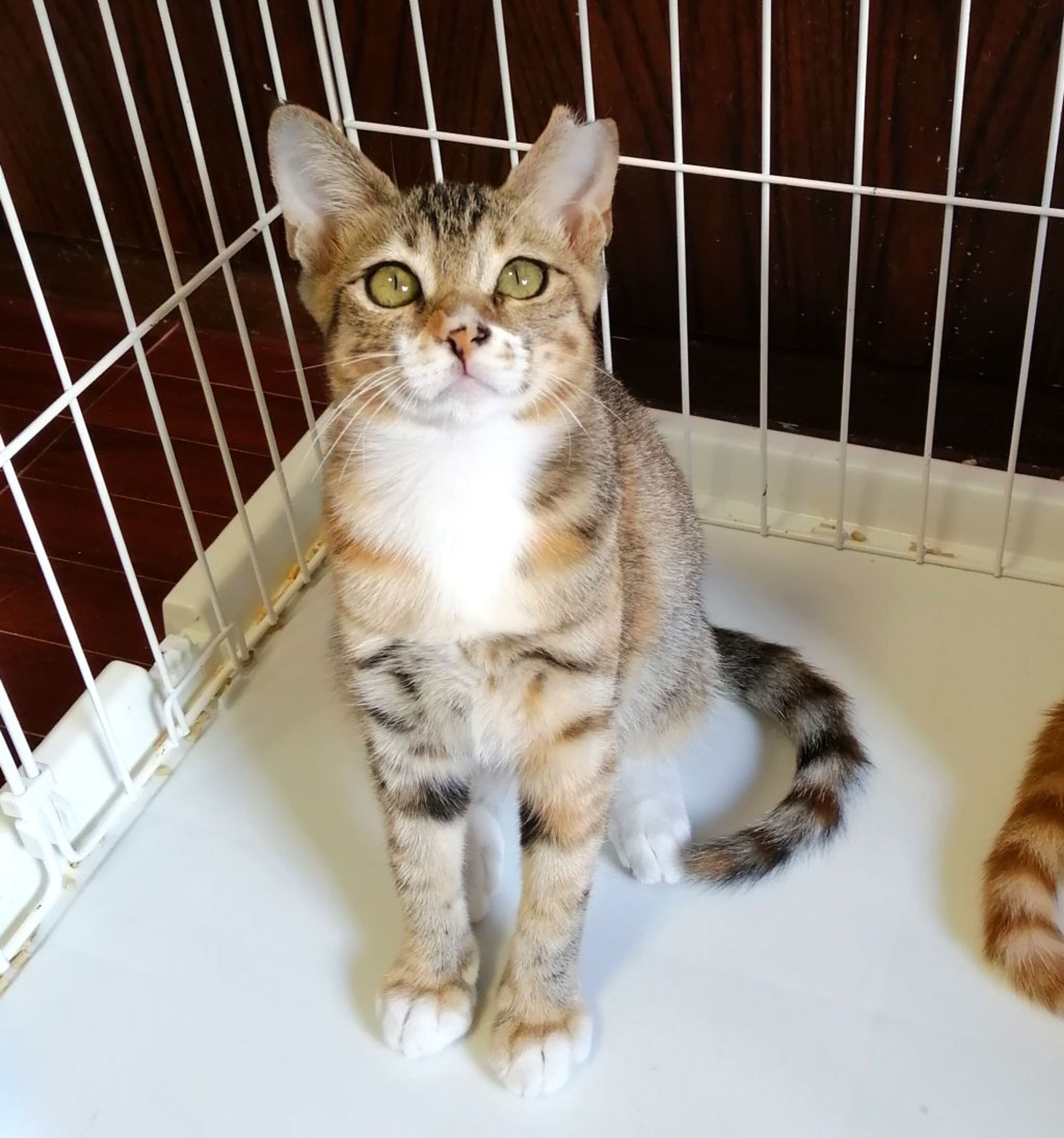 pet-image-2