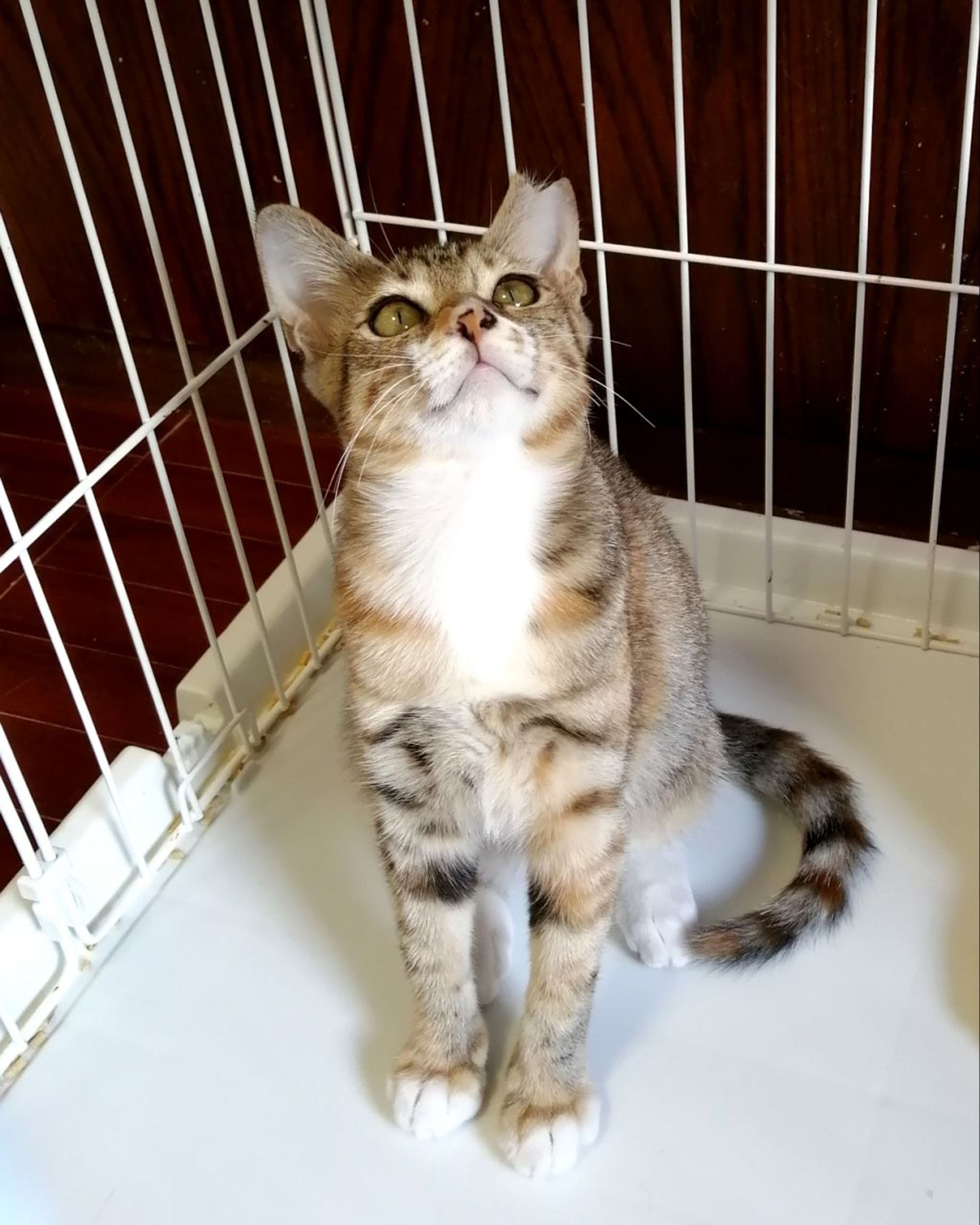pet-image-3